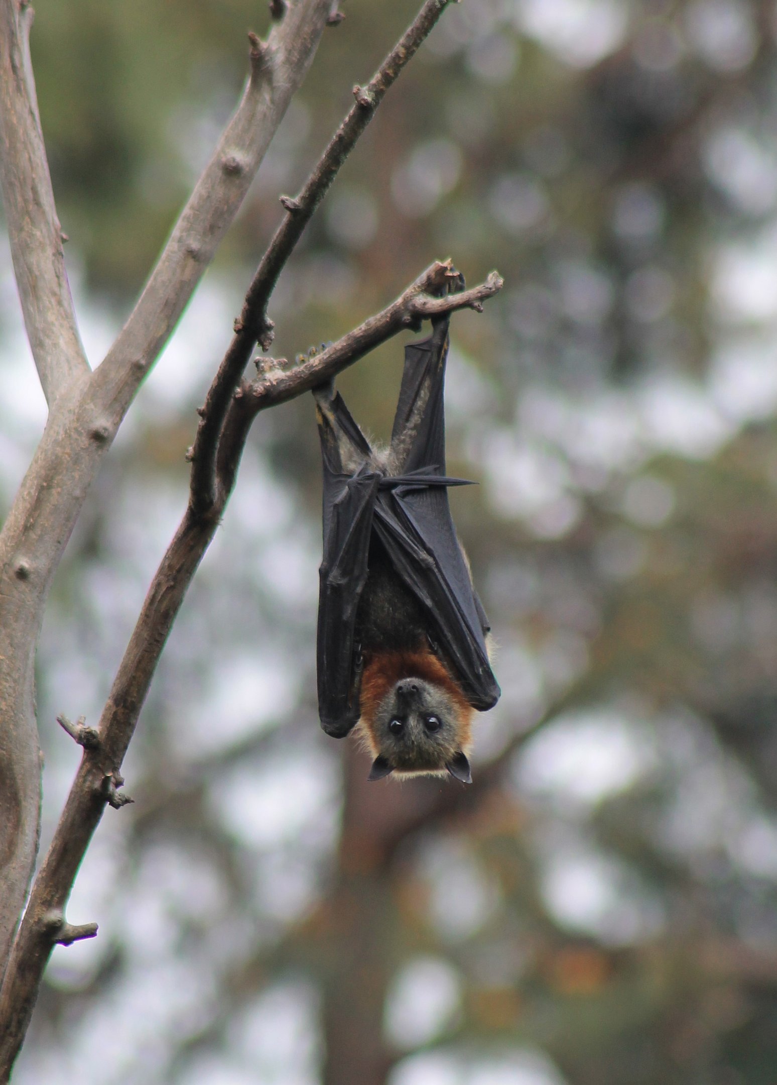 Grey-headed Flying Fox (Pteropus poliocephalus)