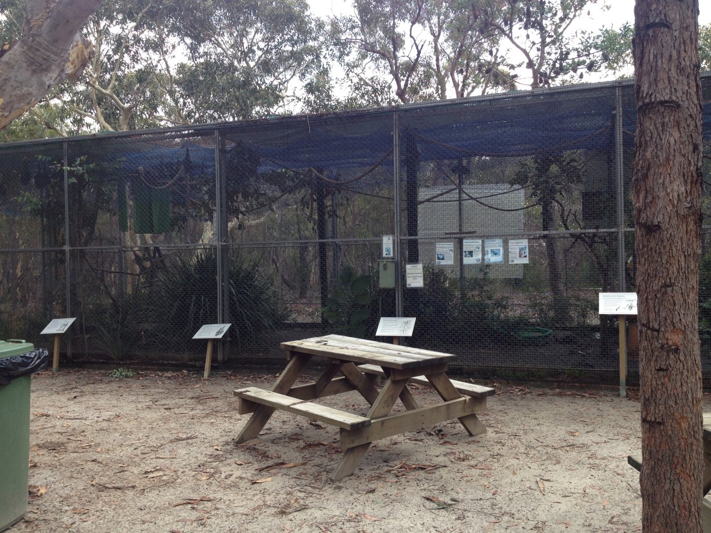 Grey-headed Flying-fox, White-headed Pigeon, Satin Bowerbird & Tawny Frogmouth exhibit