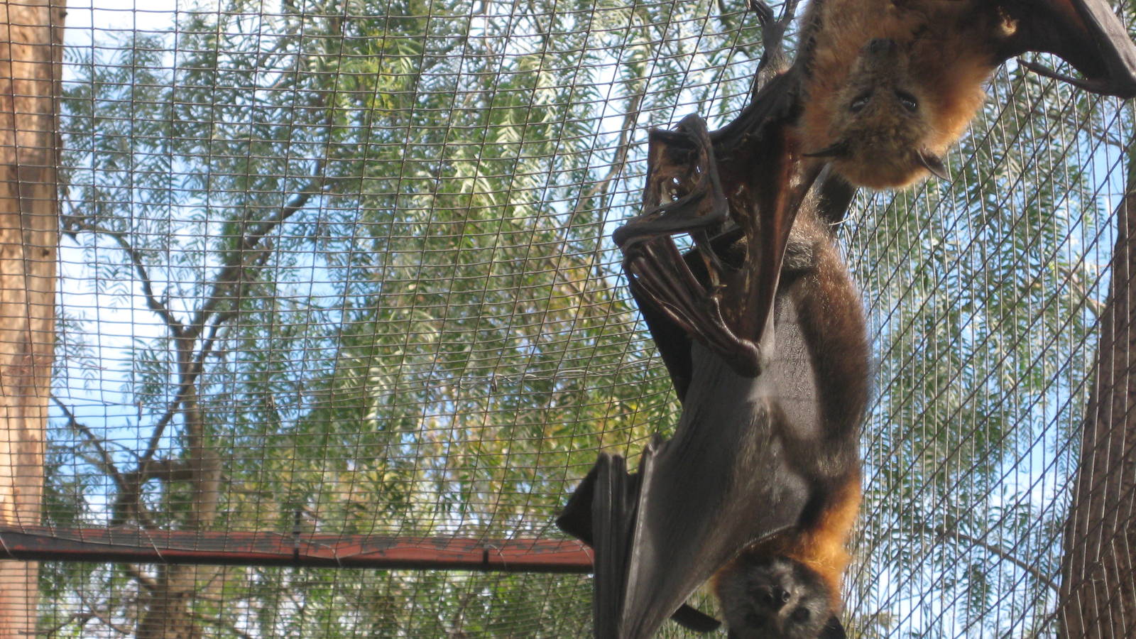 Grey-headed Flying Fox