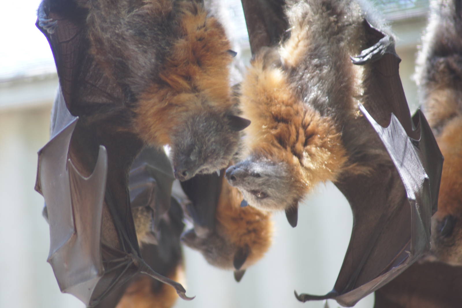 Grey headed flying fox