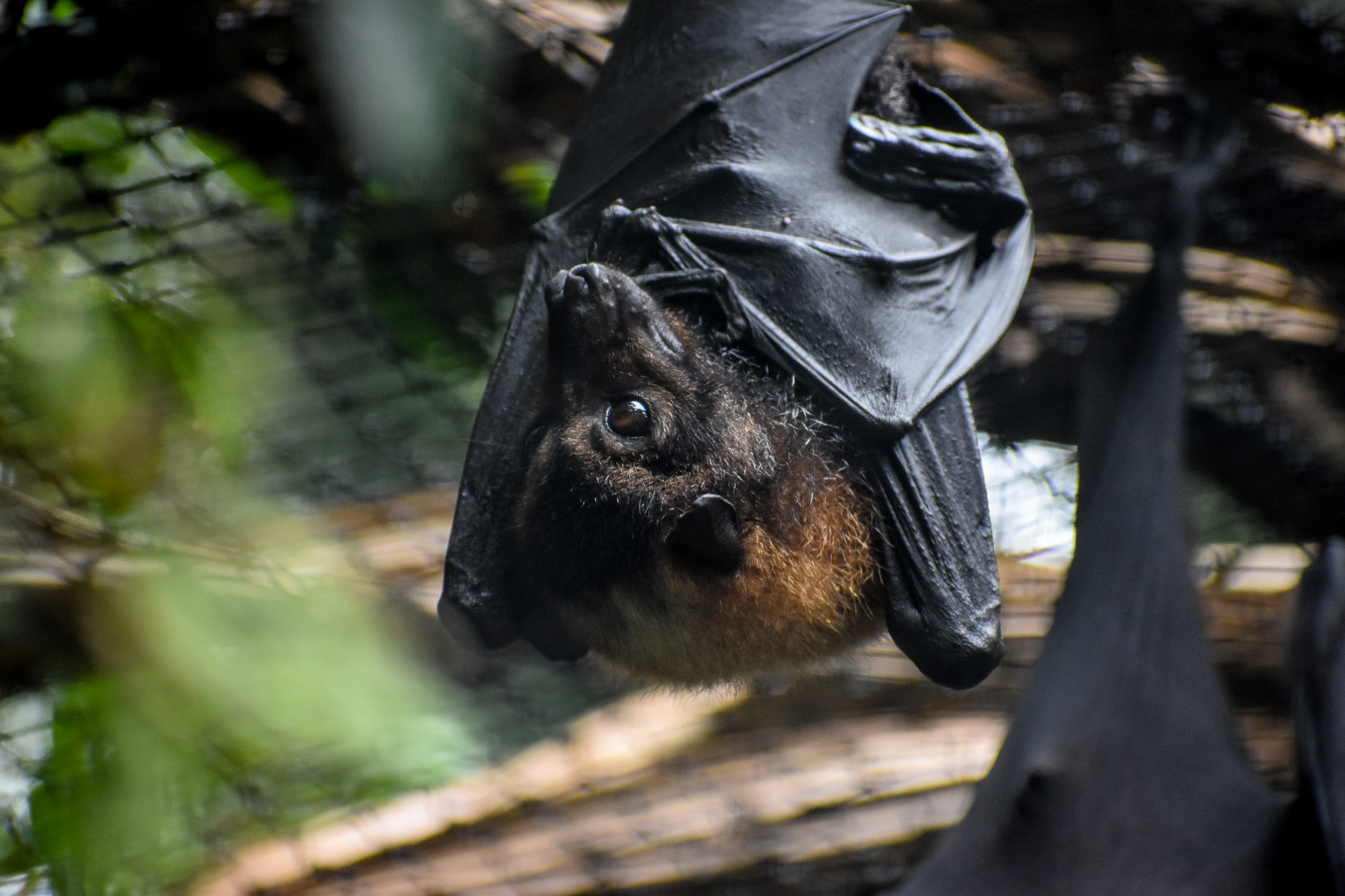 Grey-headed Flying Fox