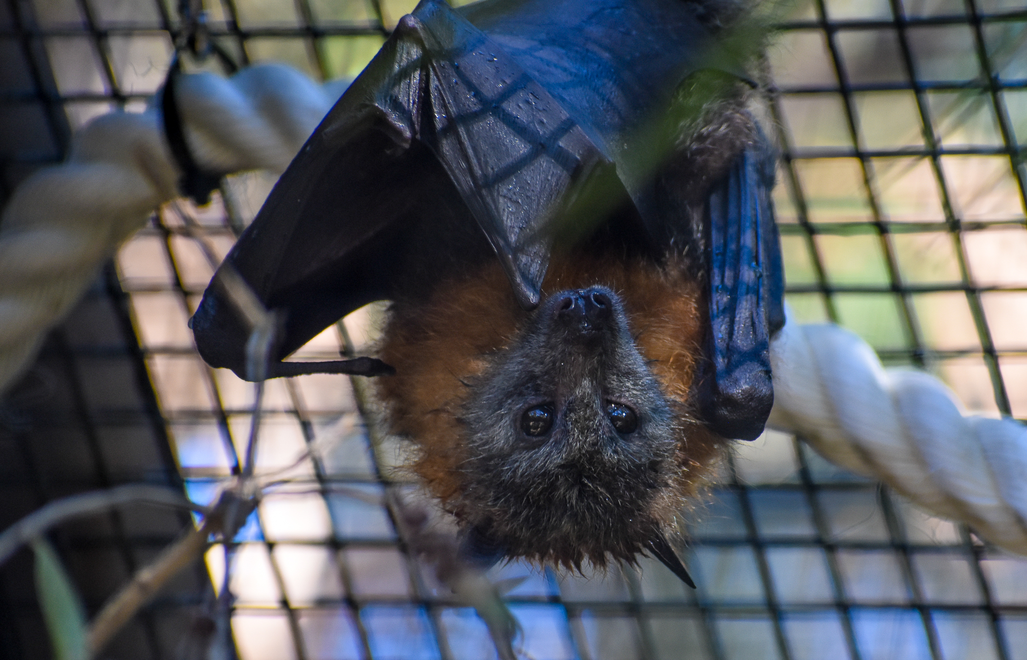 Grey-headed Flying Fox