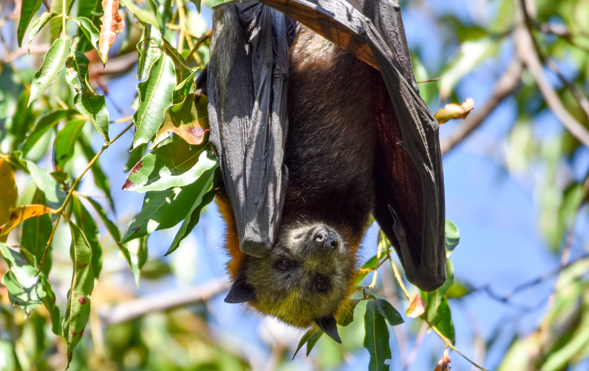 Grey-headed Flying-Fox