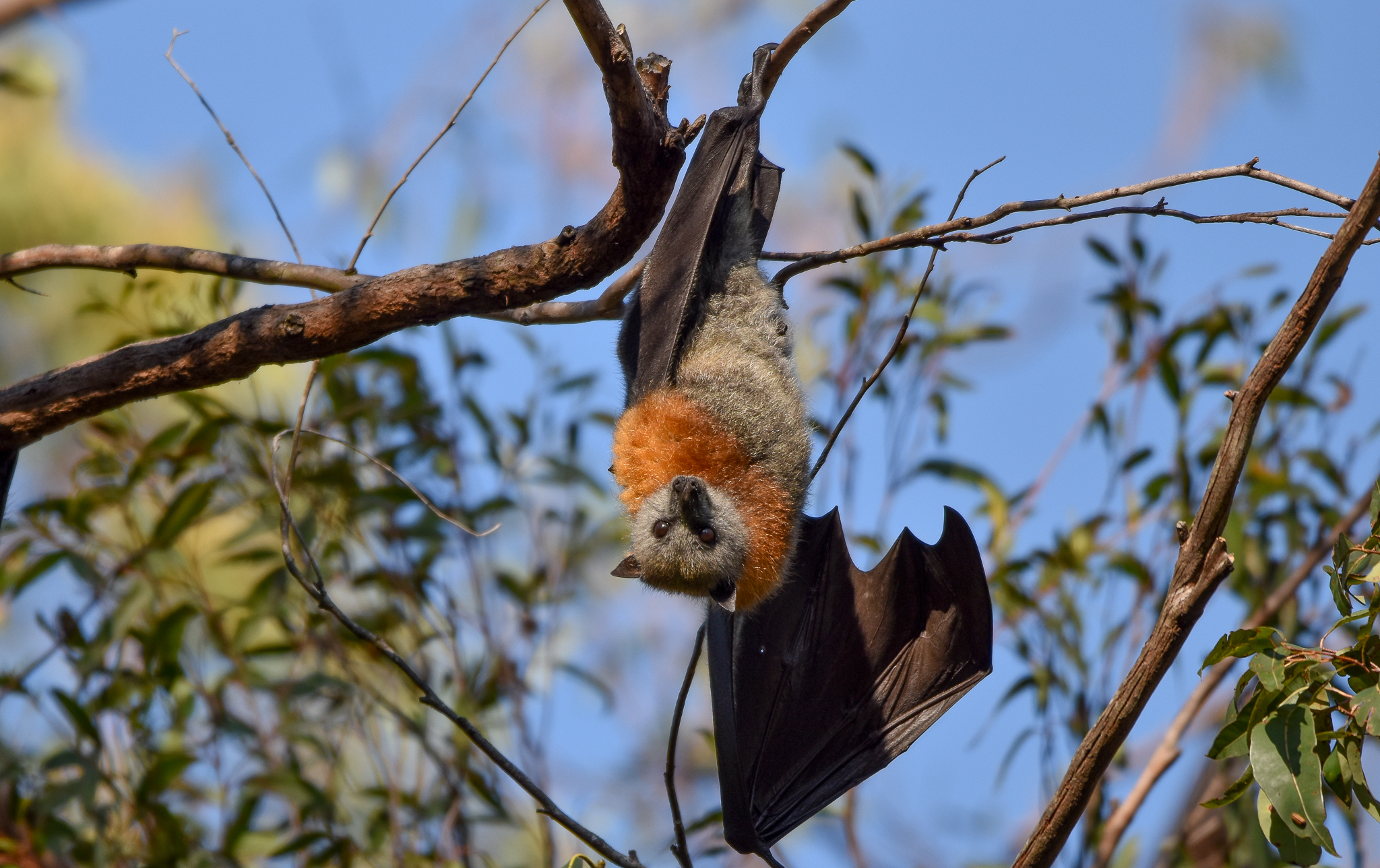Grey-headed Flying-Fox