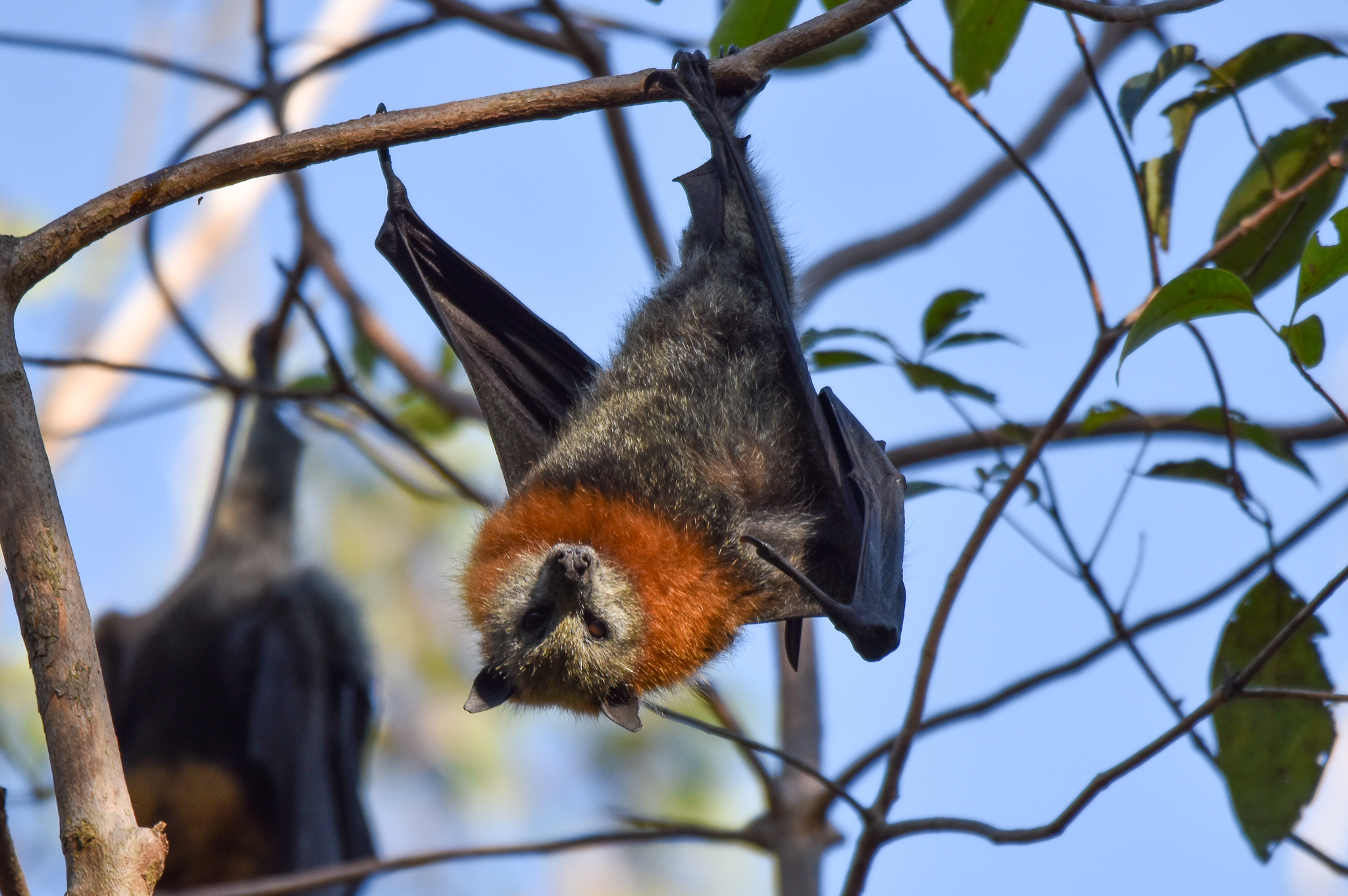 Grey-headed Flying Fox