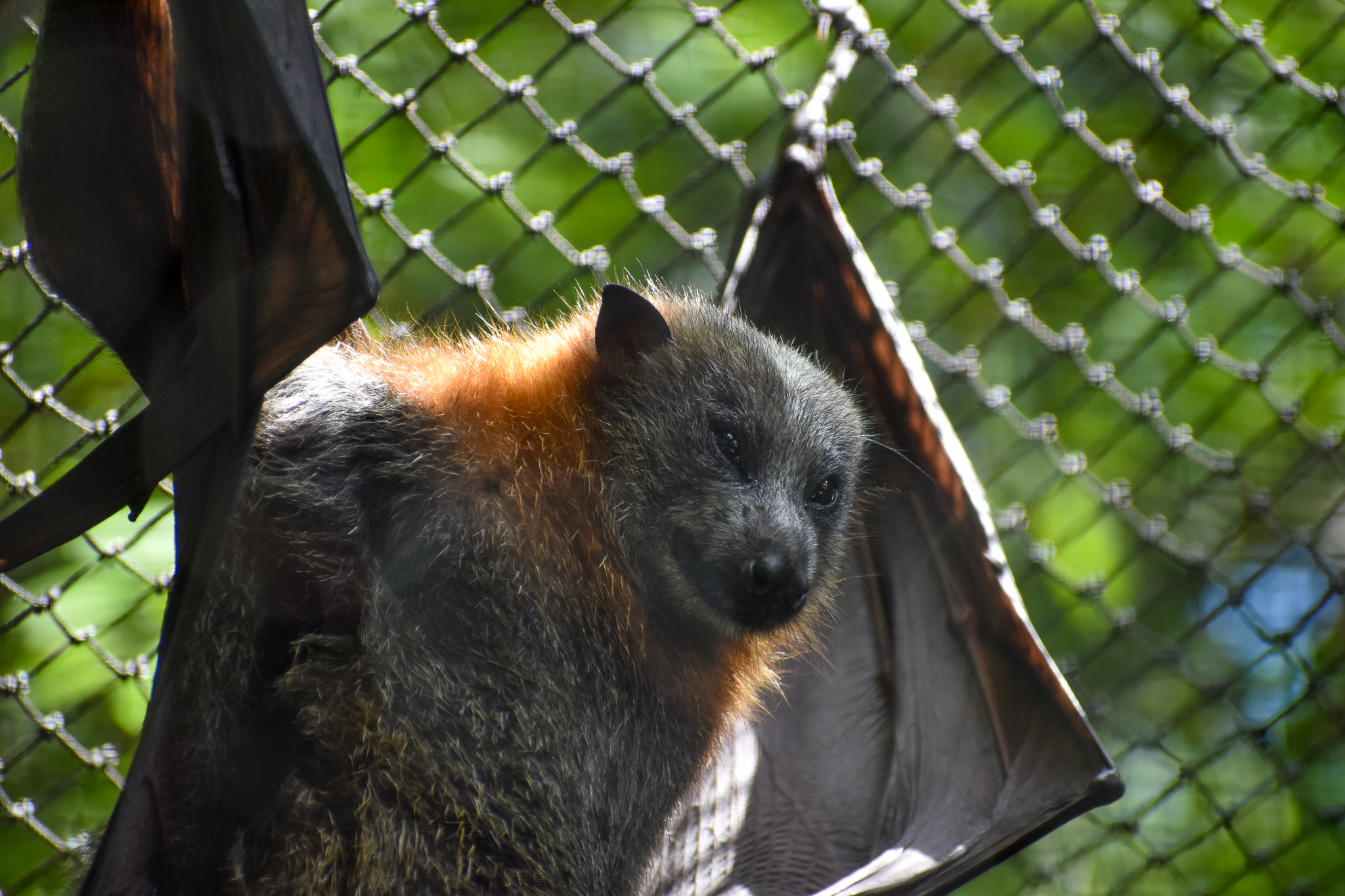 Grey-headed Flying-Fox