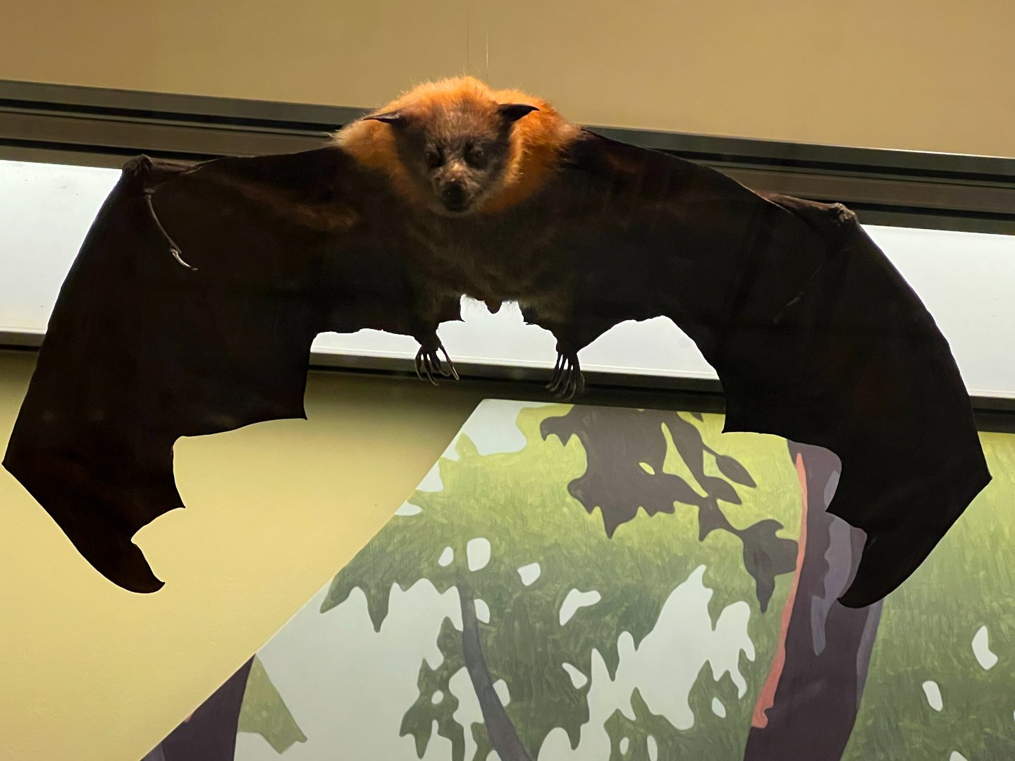 Grey Headed Flying Fox