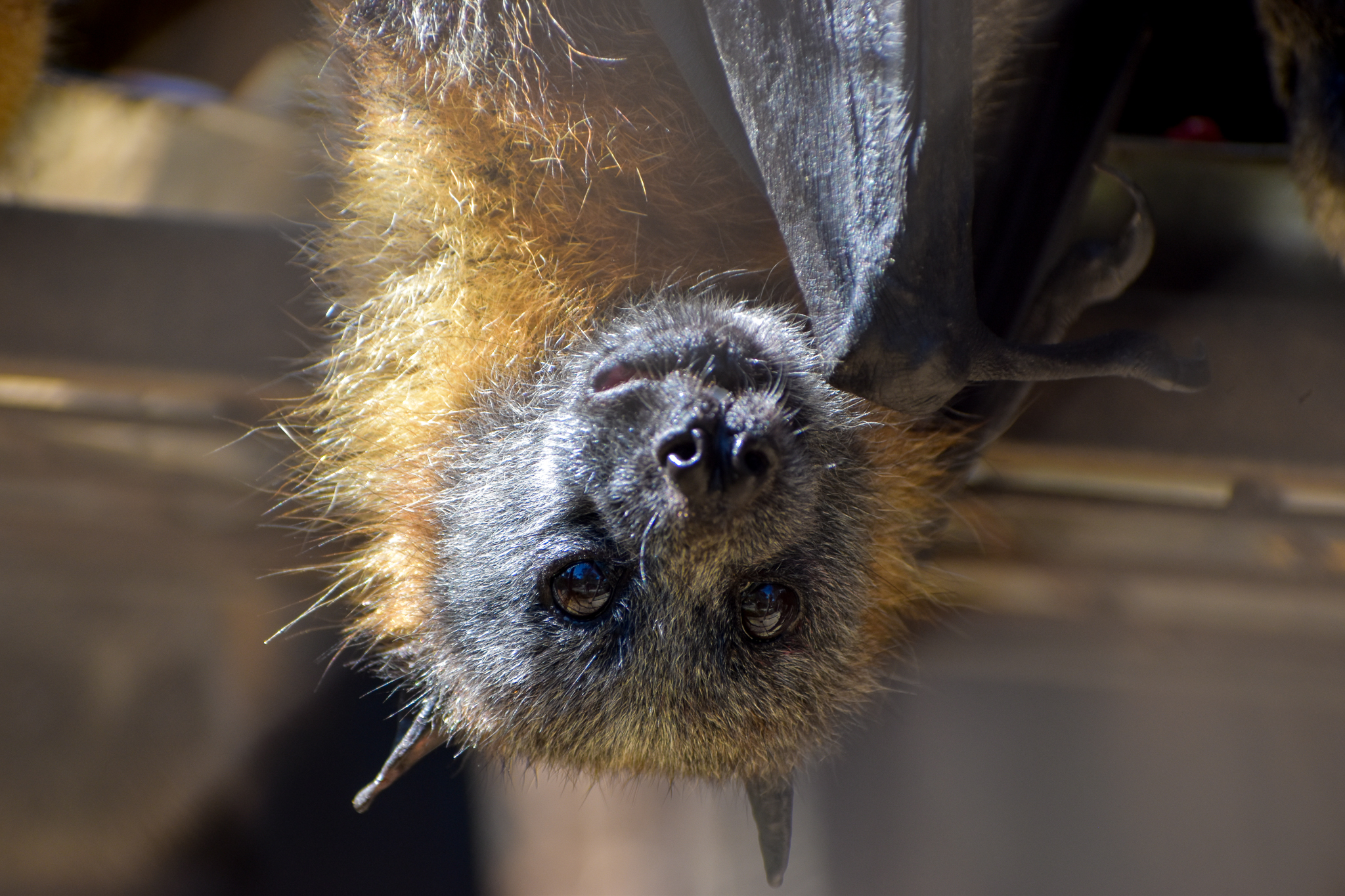 Grey-headed Flying Fox
