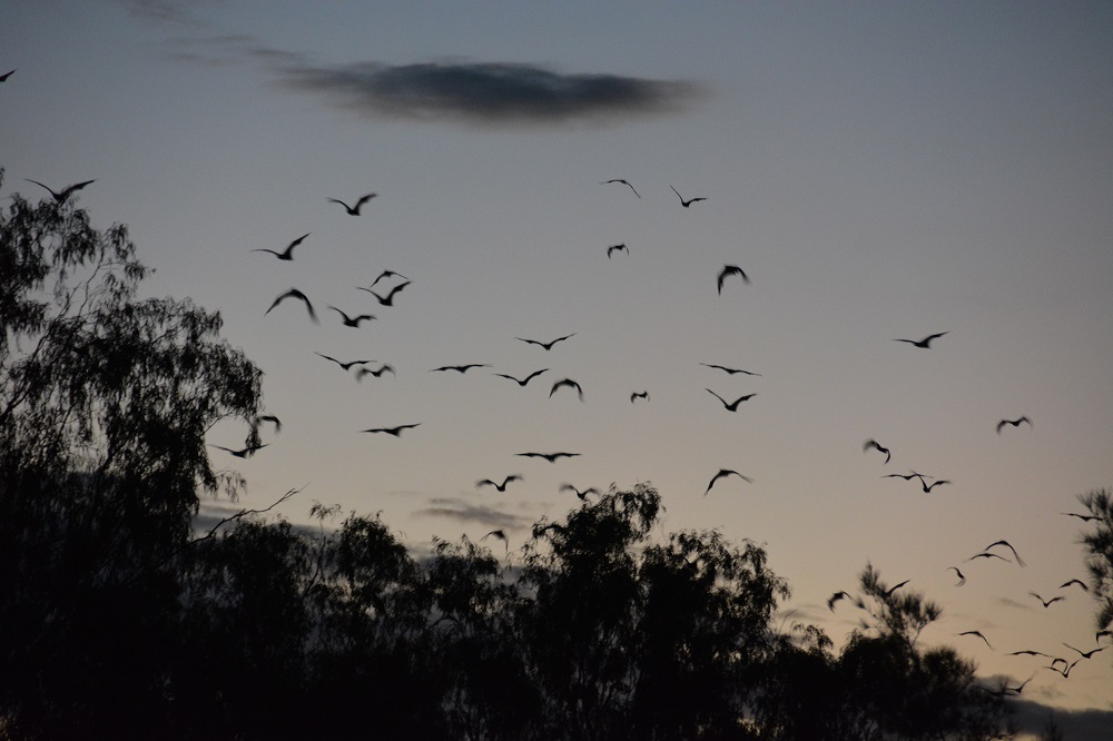 Grey-headed flying foxes   Pteropus  poliocephalus