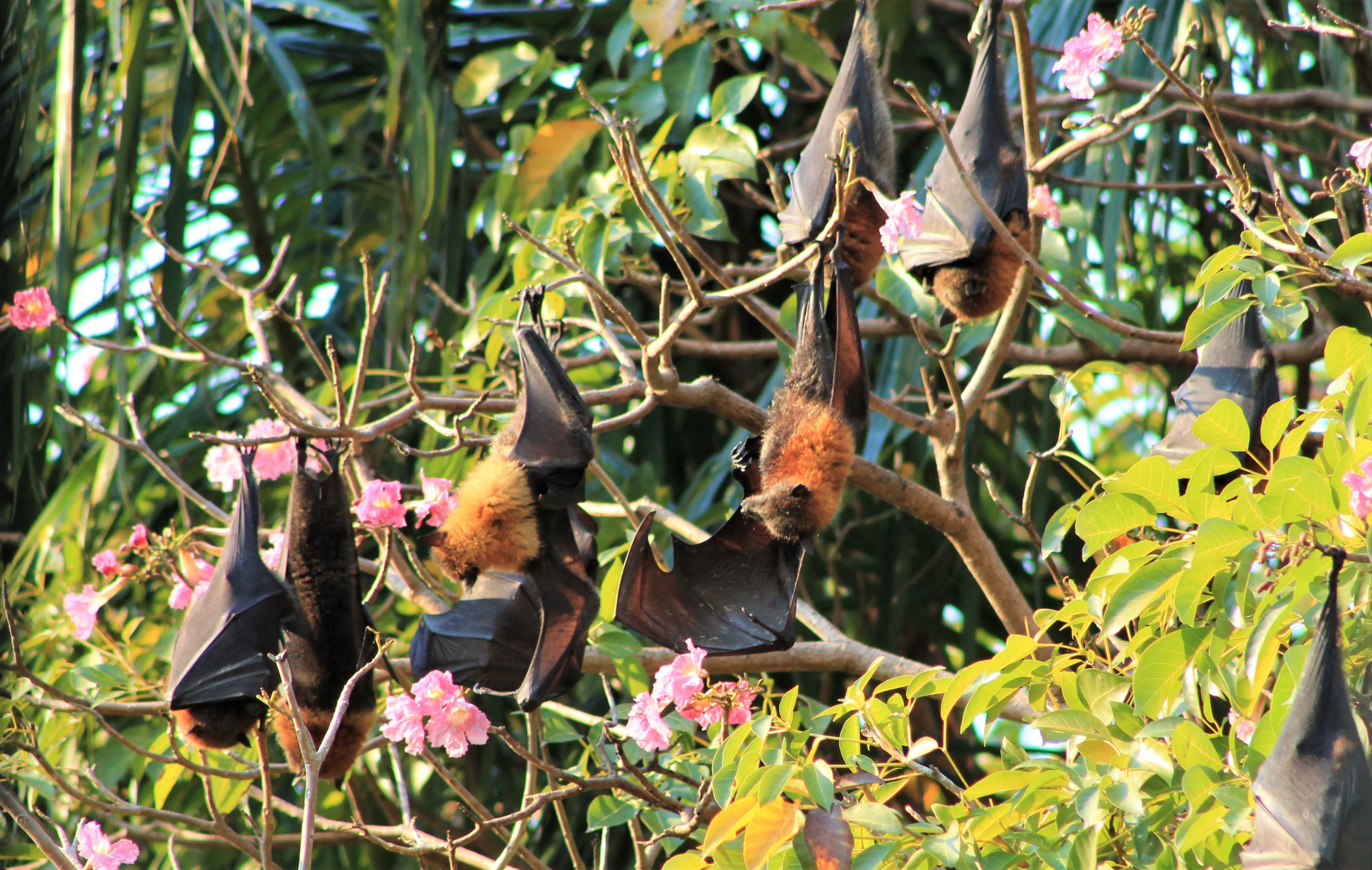 Grey-headed Flying Foxes (Pteropus poliocephalus)