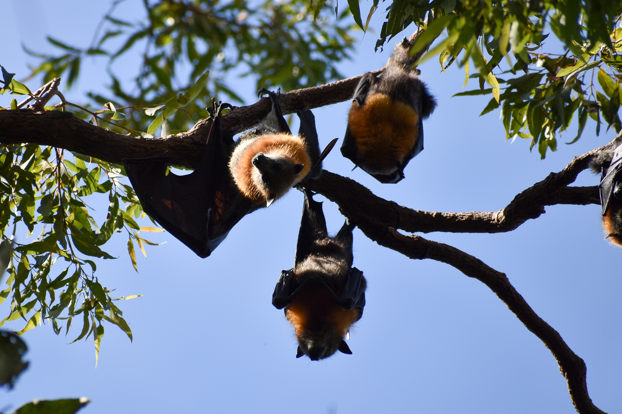 Grey-headed Flying Foxes (Pteropus poliocephalus)