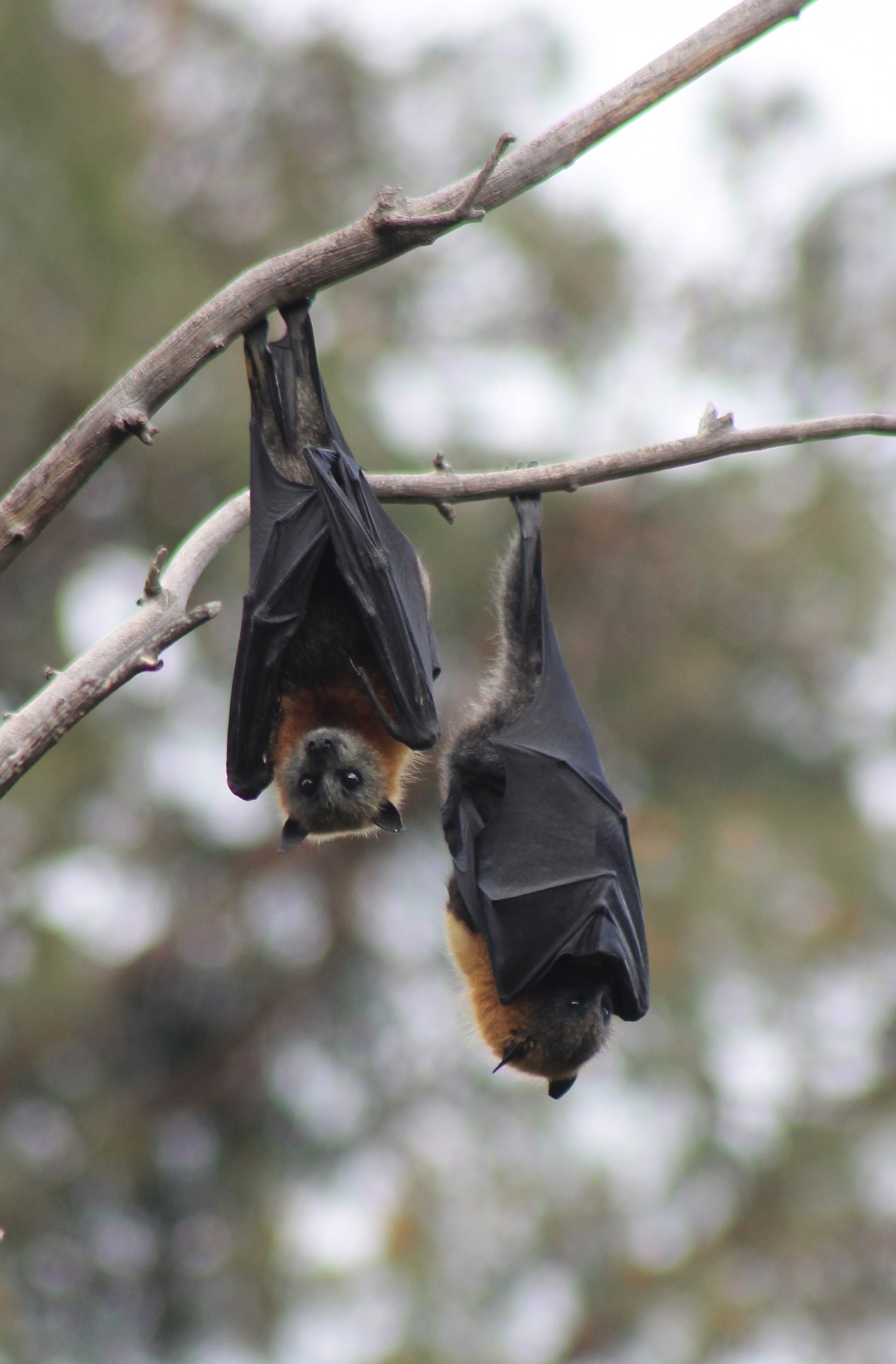 Grey-headed Flying Foxes (Pteropus poliocephalus)