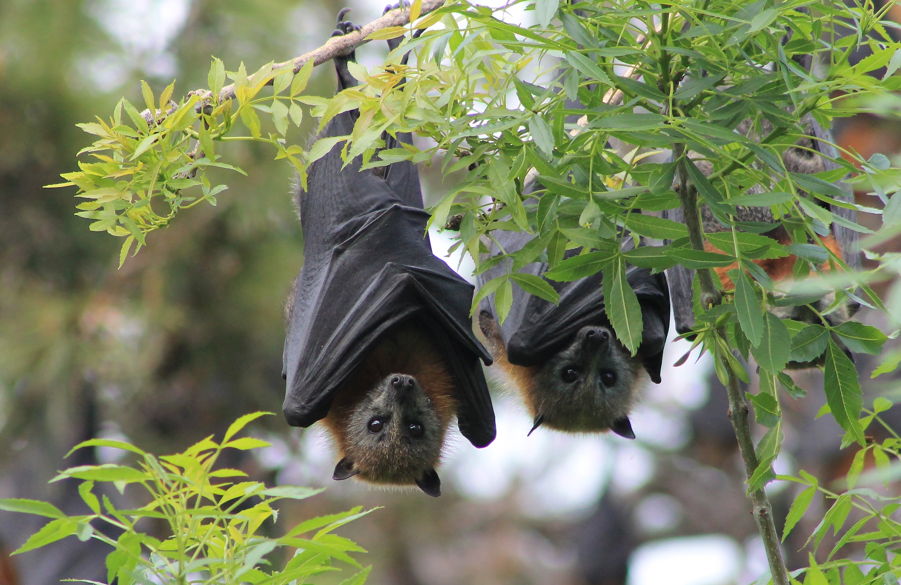 Grey-headed Flying Foxes (Pteropus poliocephalus)