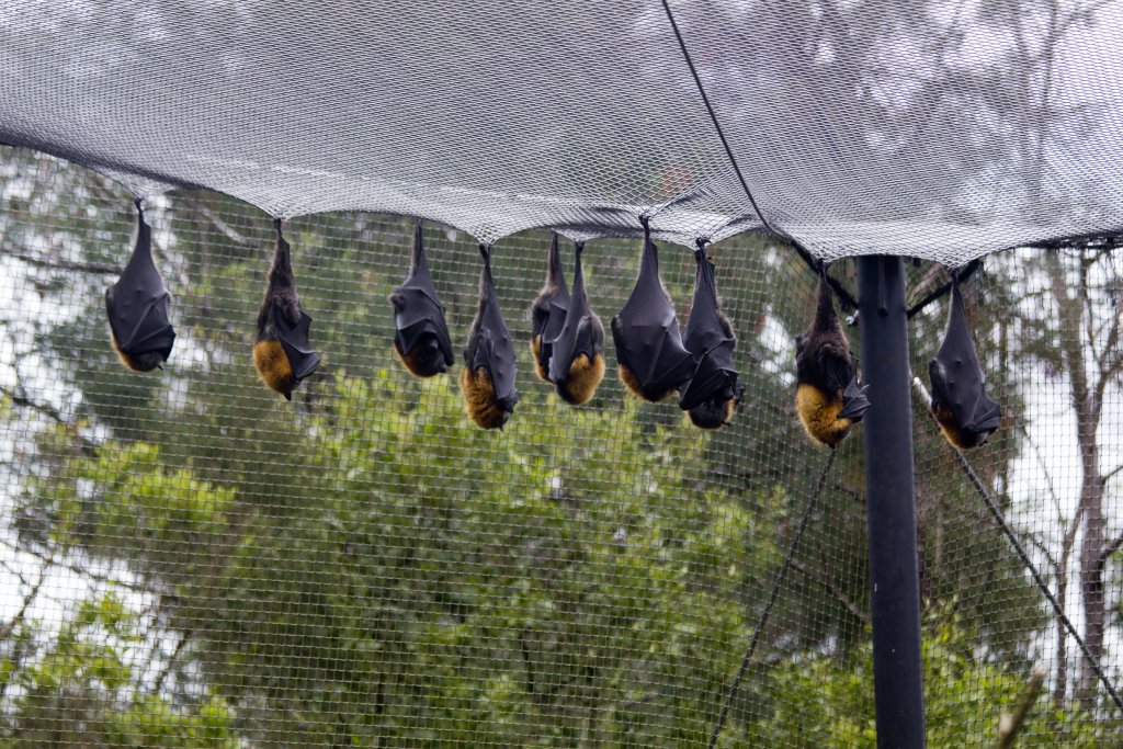 Grey-headed Flying Foxes