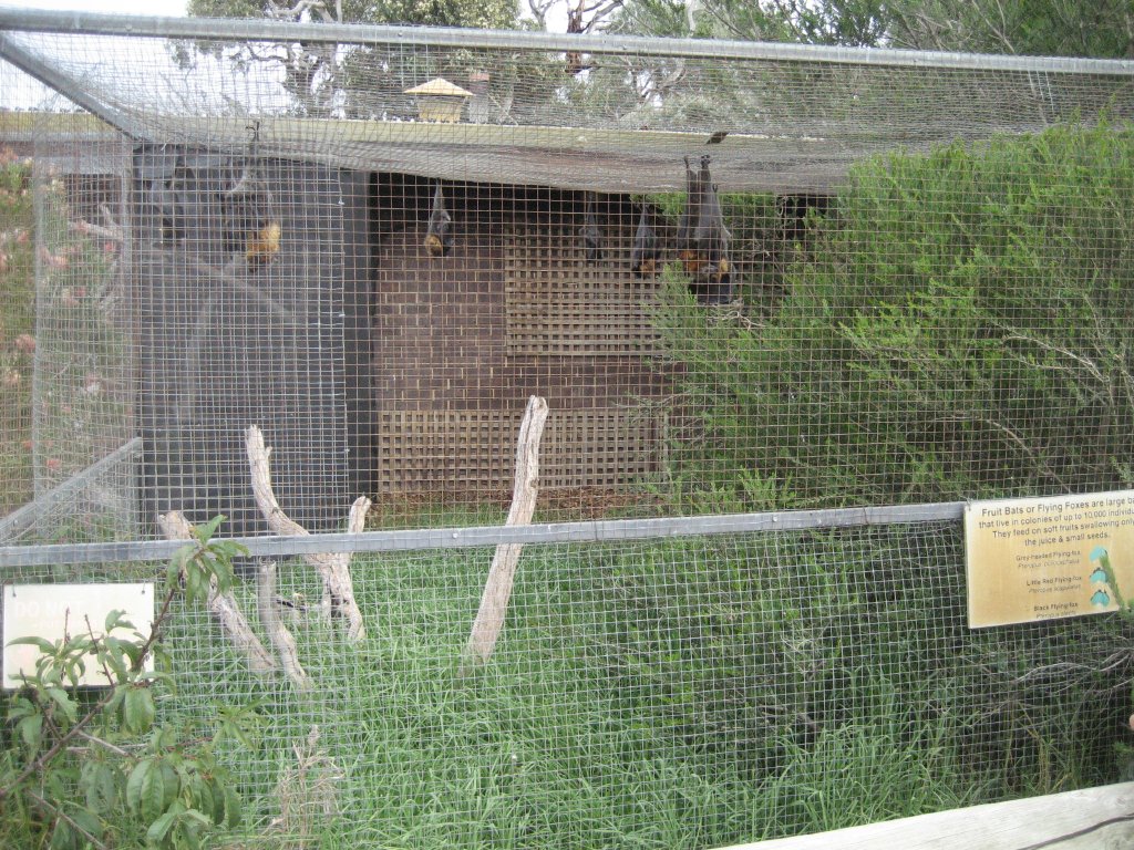 Grey-headed Fruit Bat Aviary