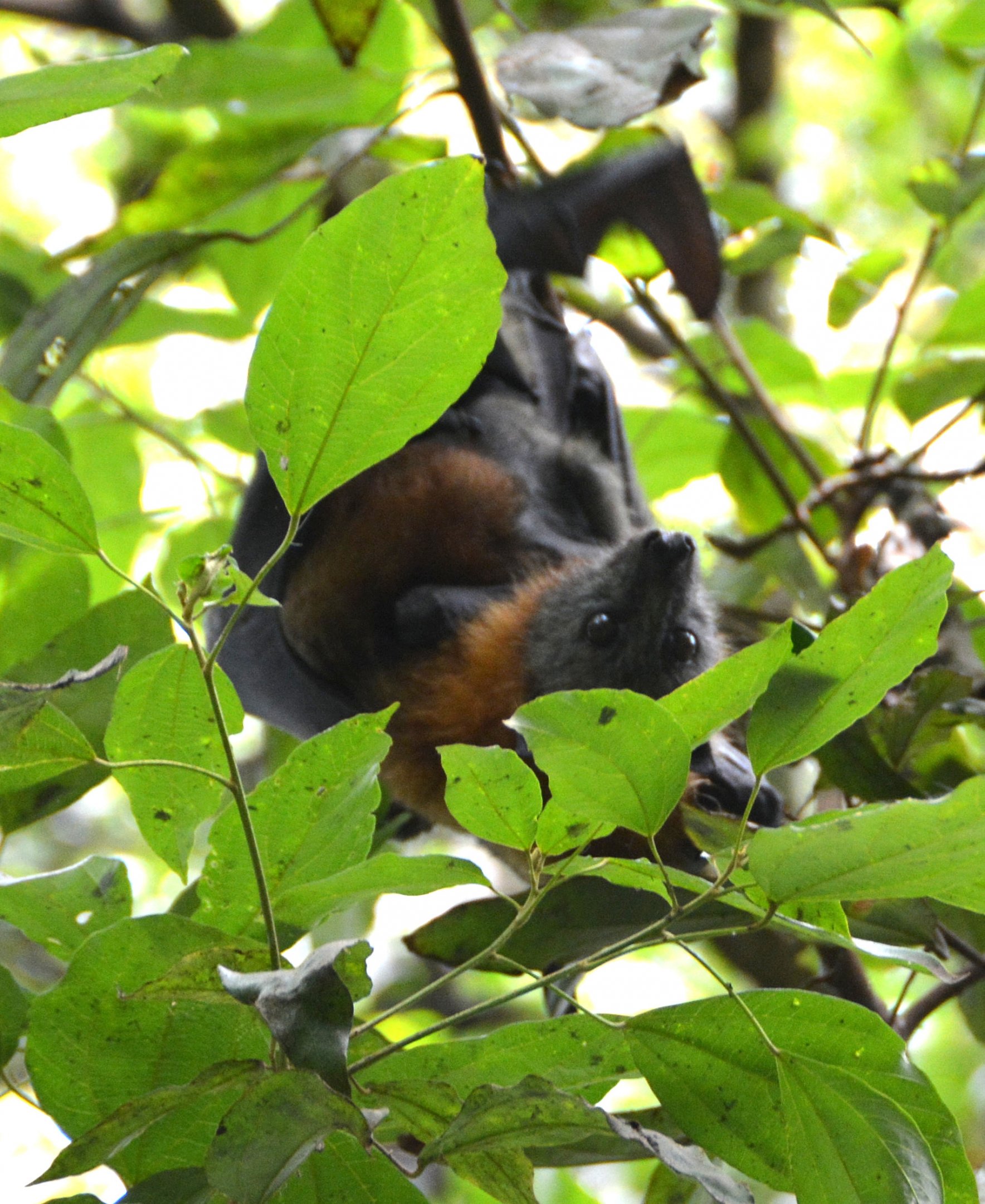 Grey-headed fruit bat.