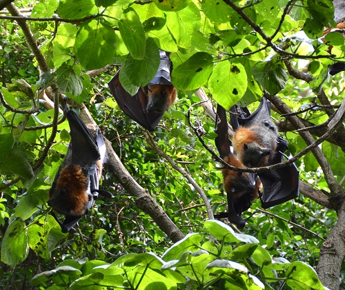 Grey-headed fruit bats
