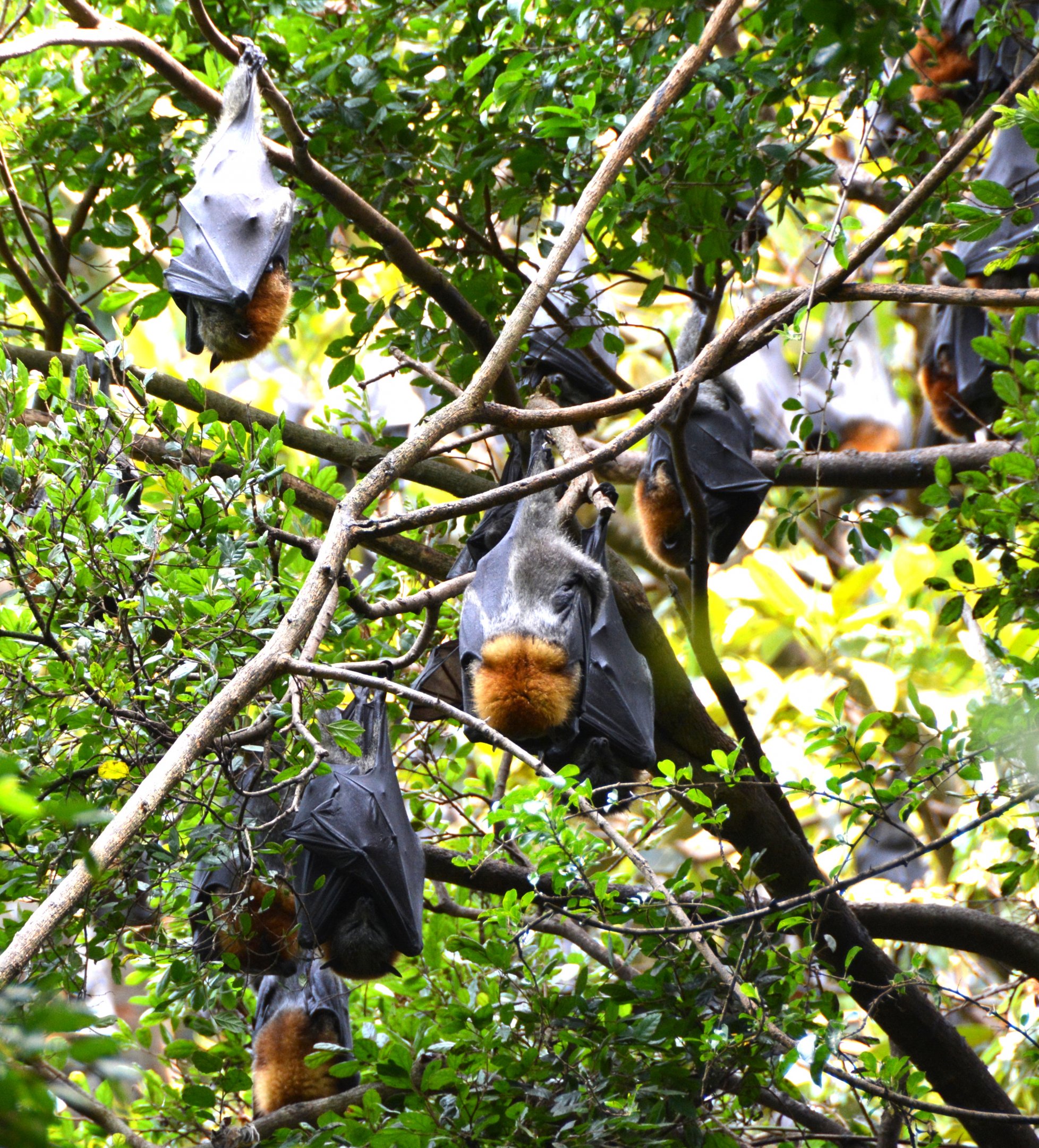 Grey-headed fruit bats.