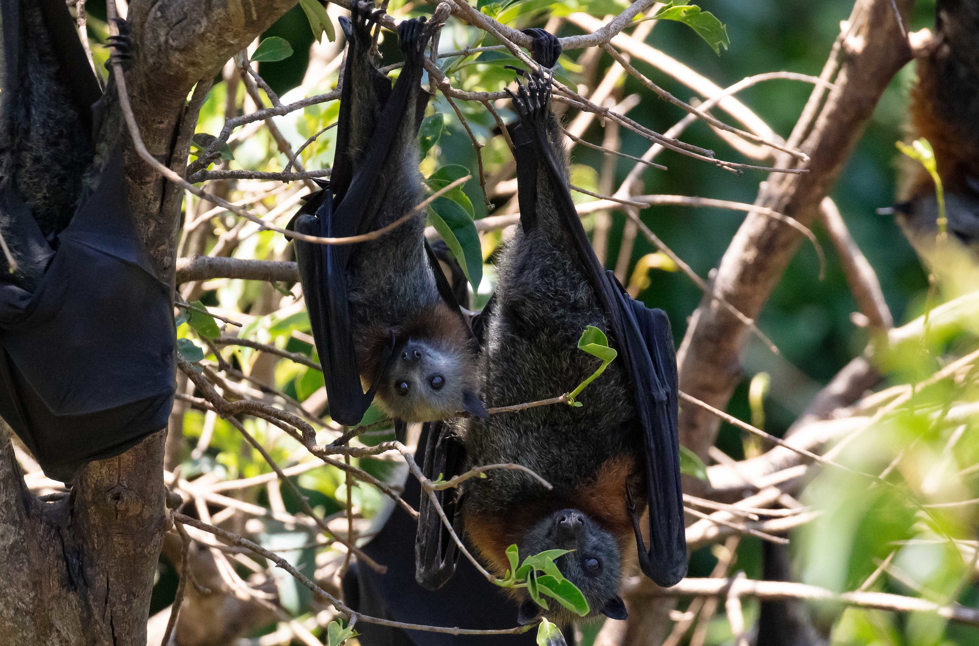 Grey-headed Fruit Bats