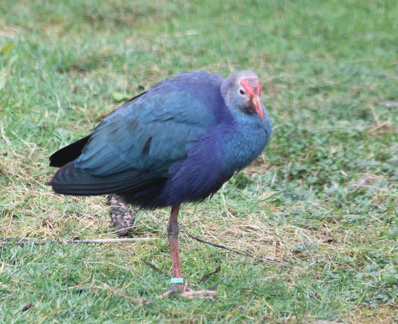 Grey-headed gallinule