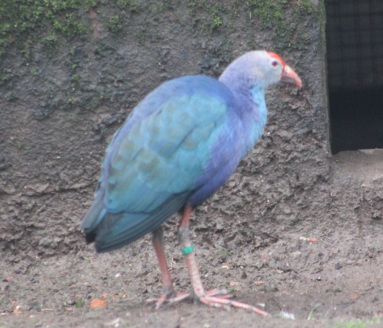 Grey-headed gallinule