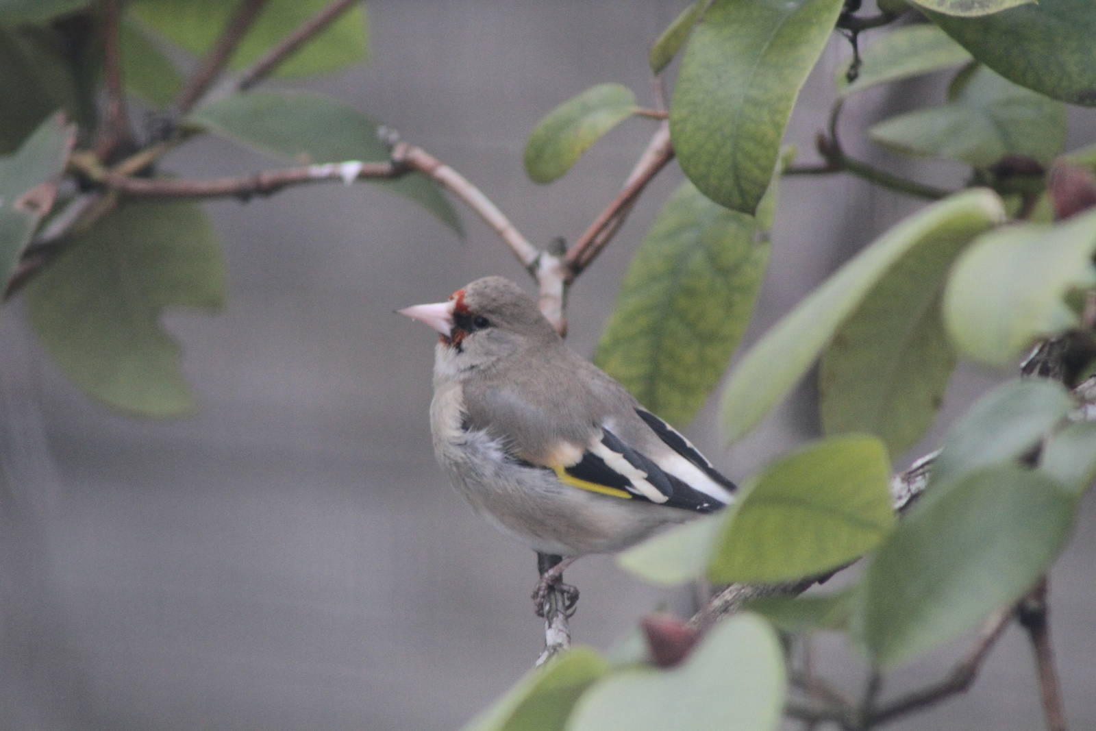 Grey-headed Goldfinch (Carduelis caniceps)