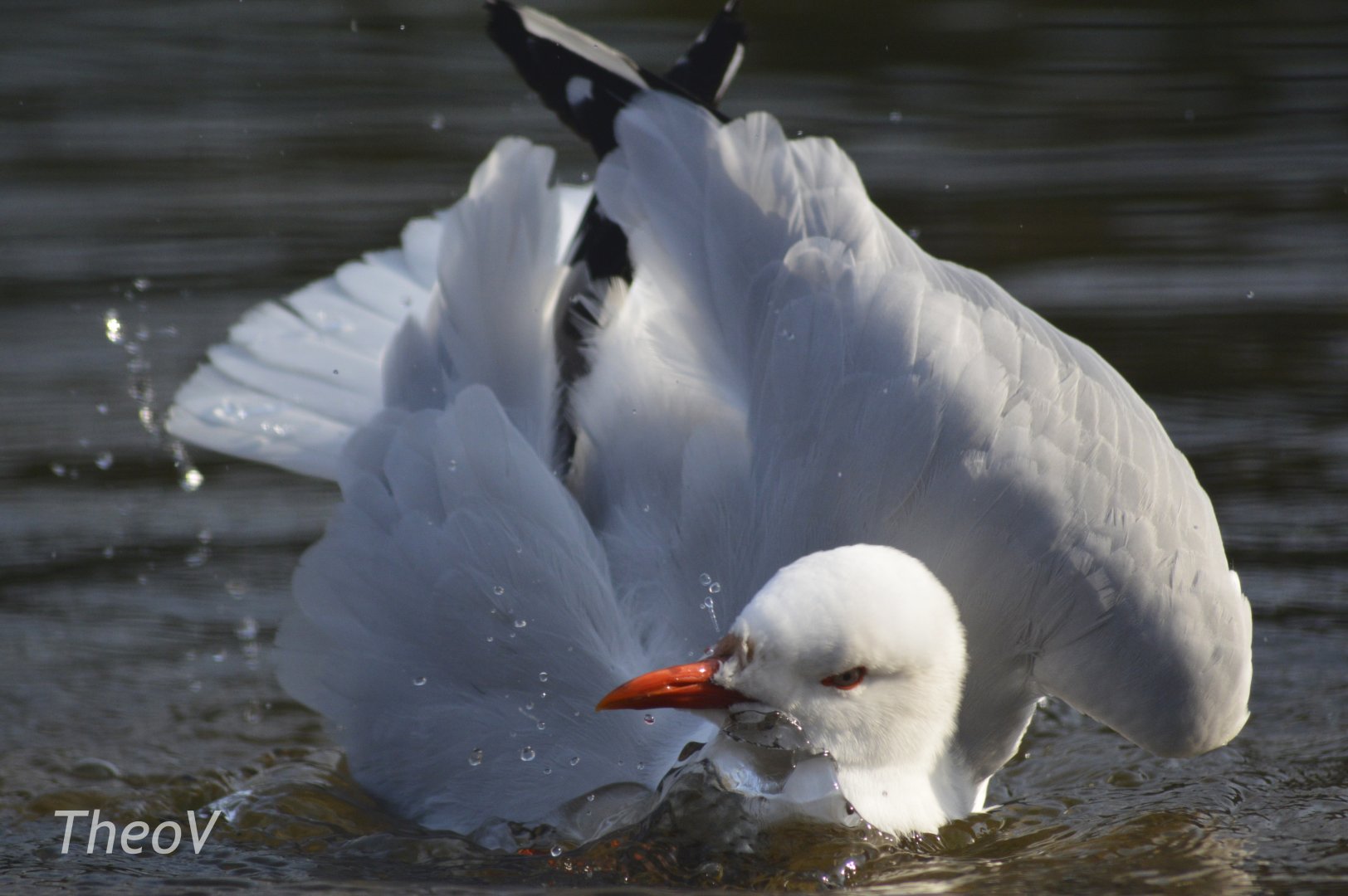 Grey-headed gull [2018]