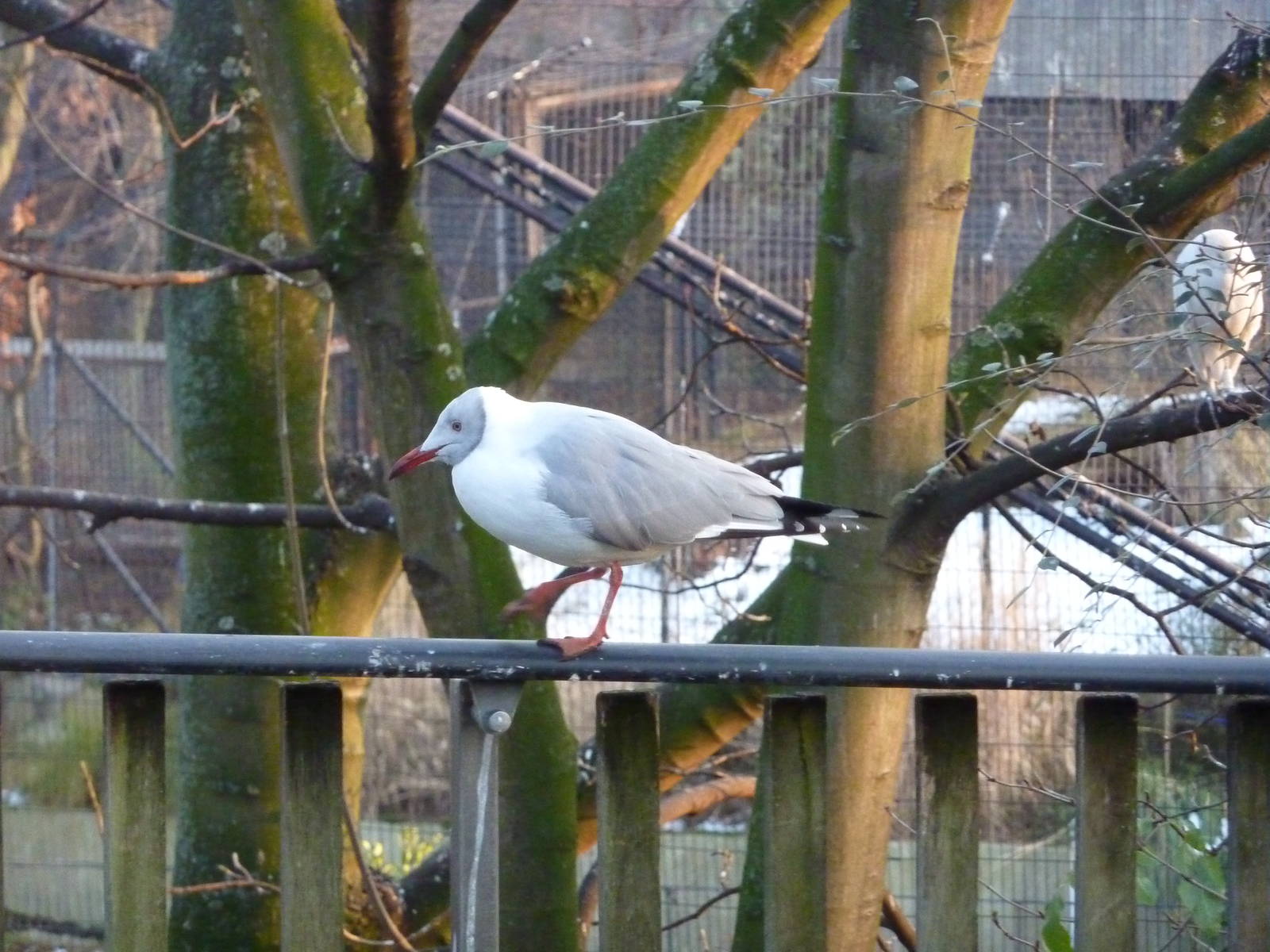 Grey-headed gull, 7th Feb 2012
