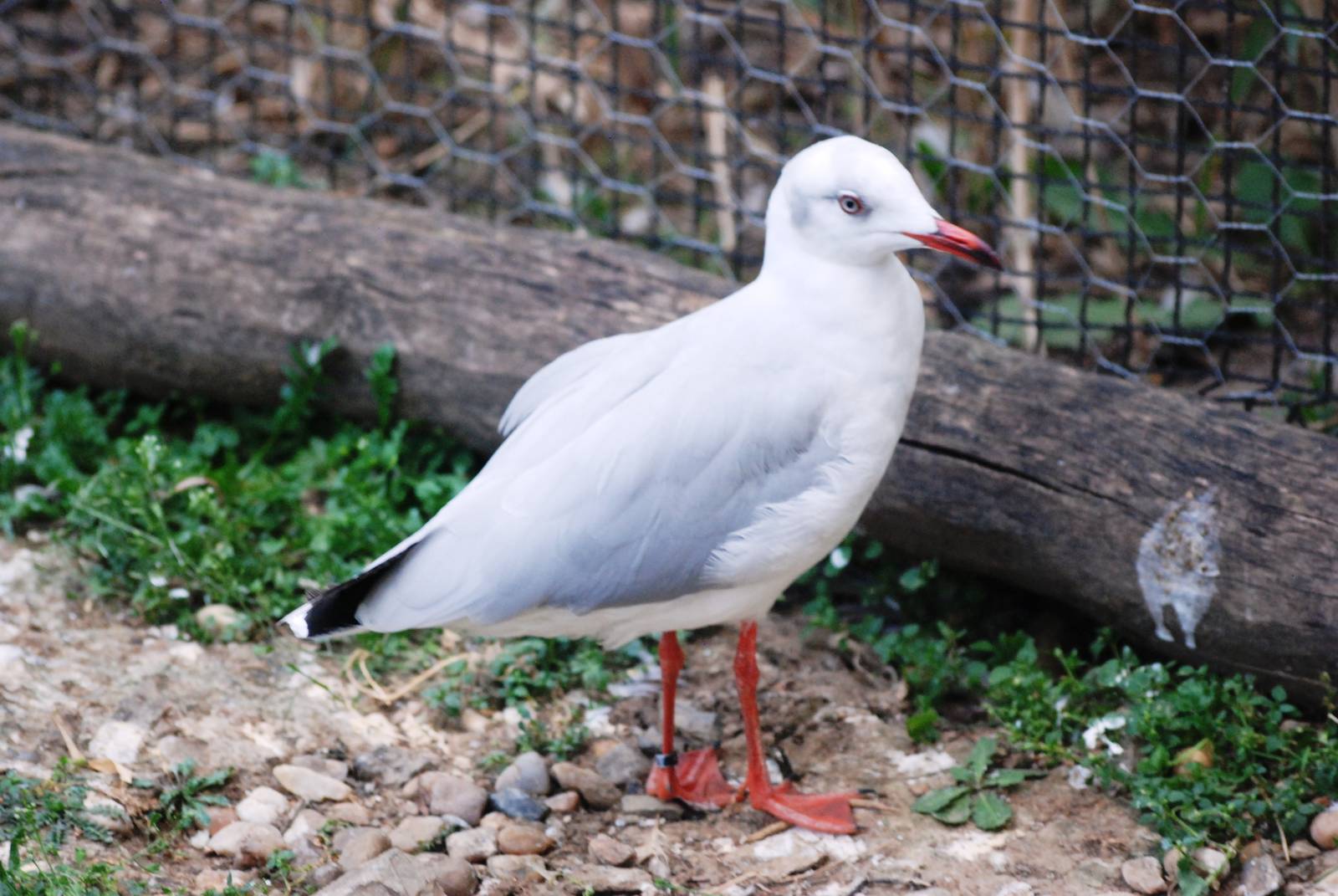 Grey-headed Gull at Prague, 25/08/12