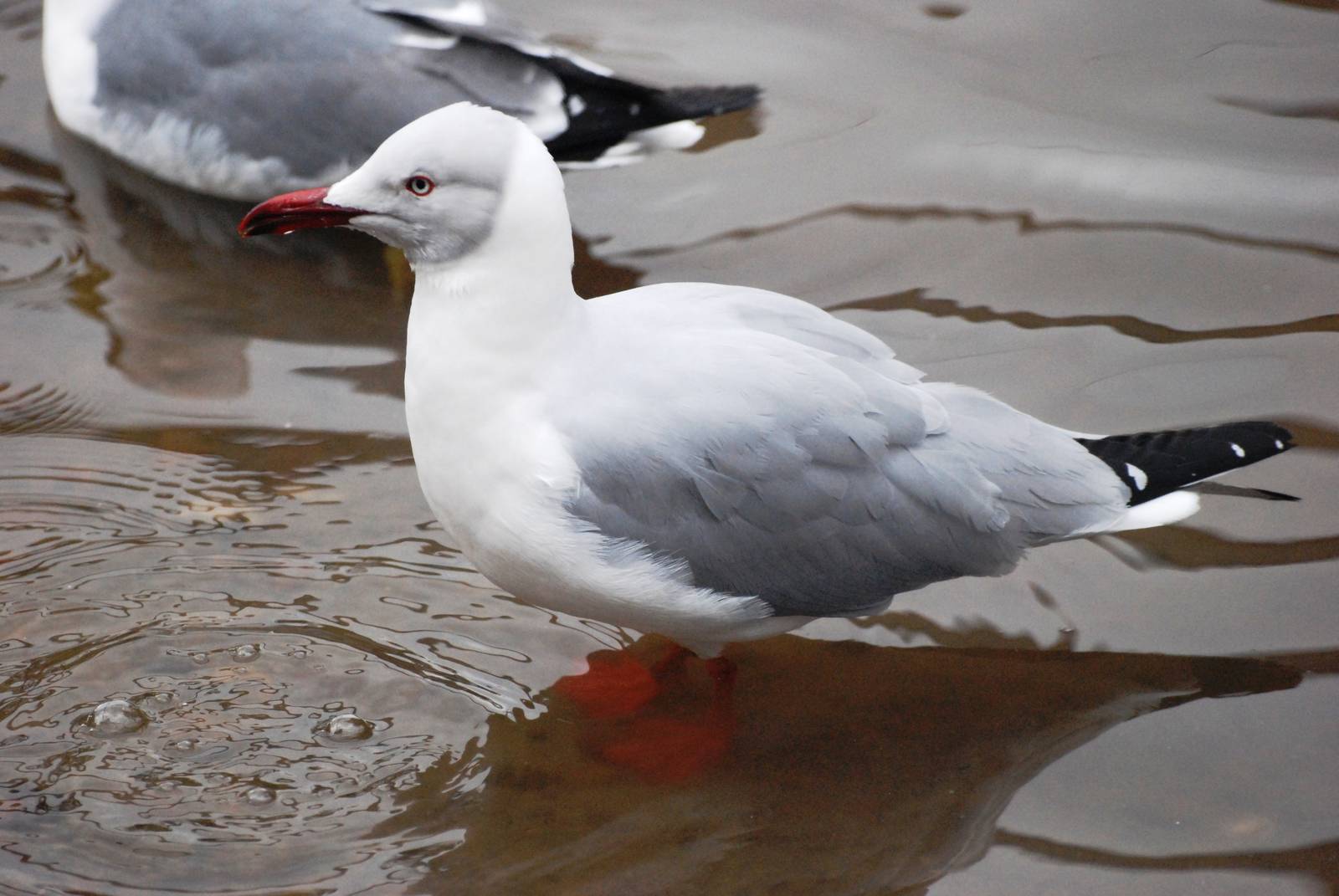 Grey-headed Gull at Walsrode, 22/03/13