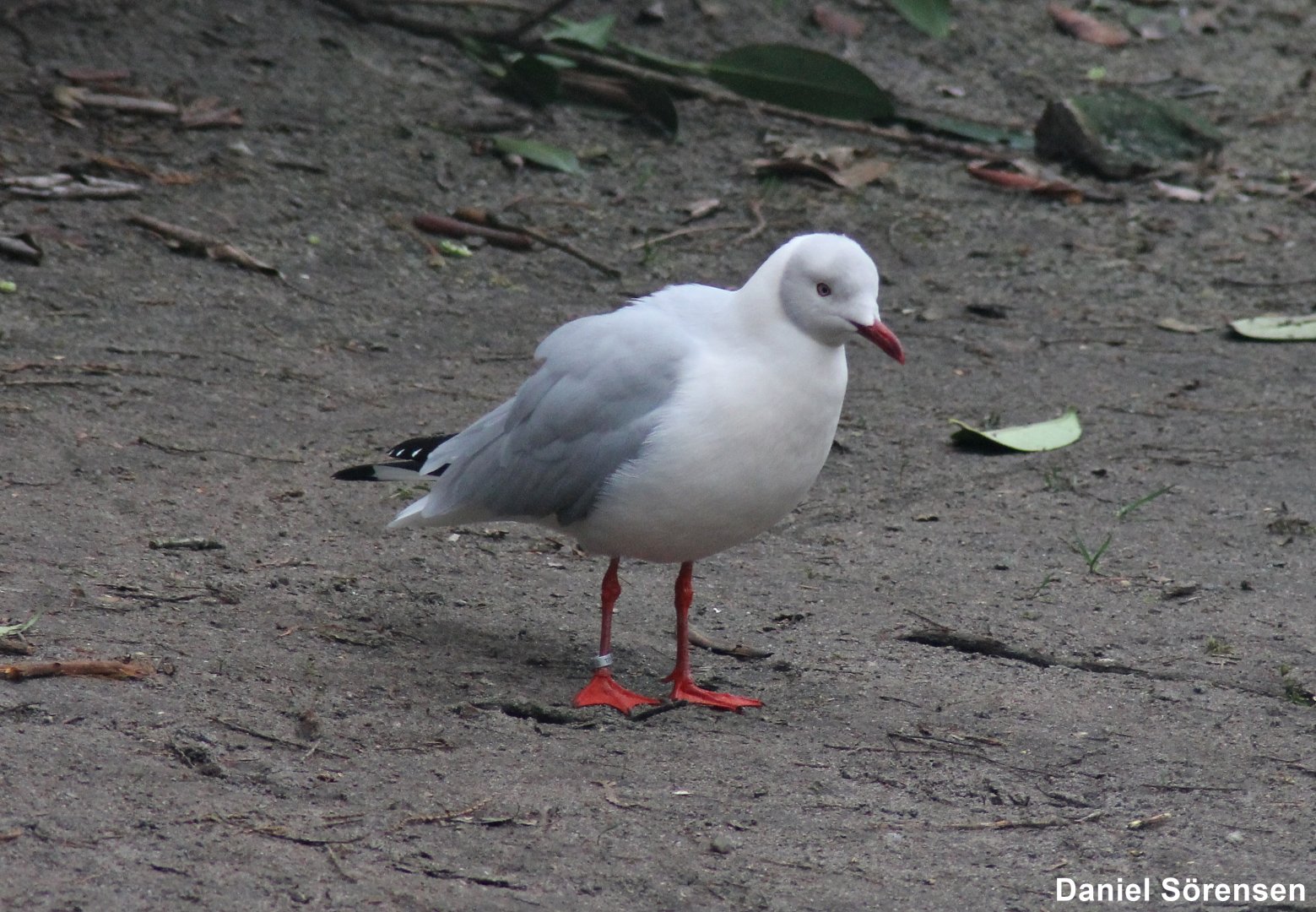 Grey-headed gull (Chroicocephalus cirrocephalus)