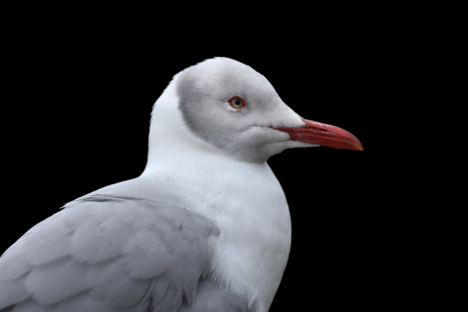 Grey-headed gull (Chroicocephalus cirrocephalus)