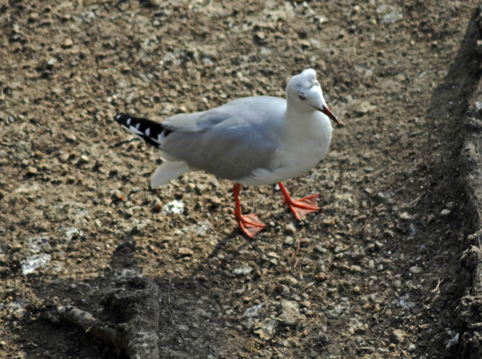 grey headed gull