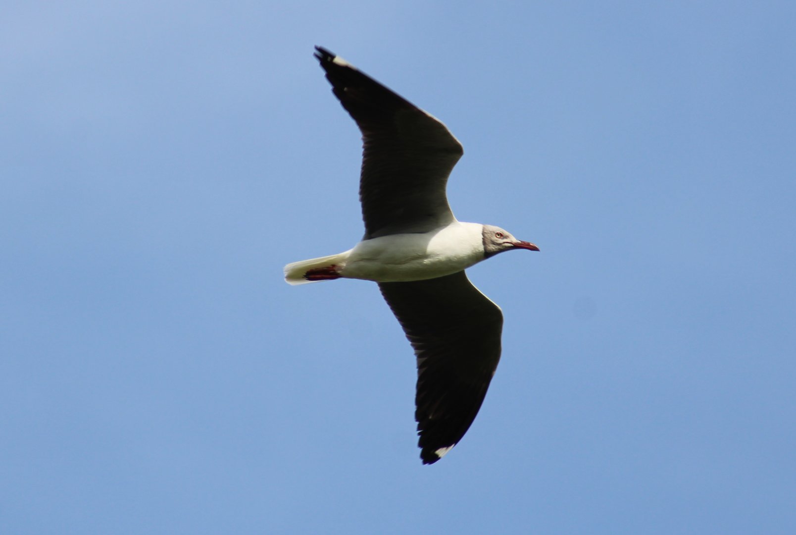Grey-headed gull