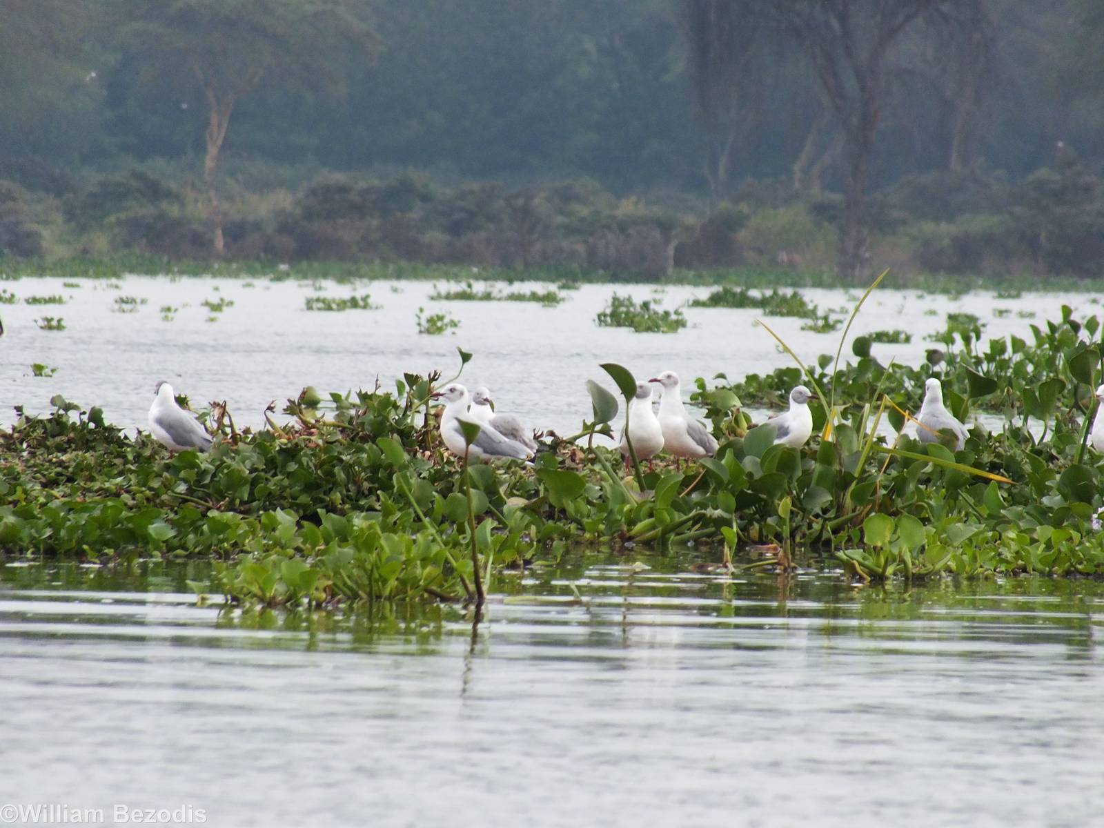 Grey-headed Gulls - Lake Naivasha