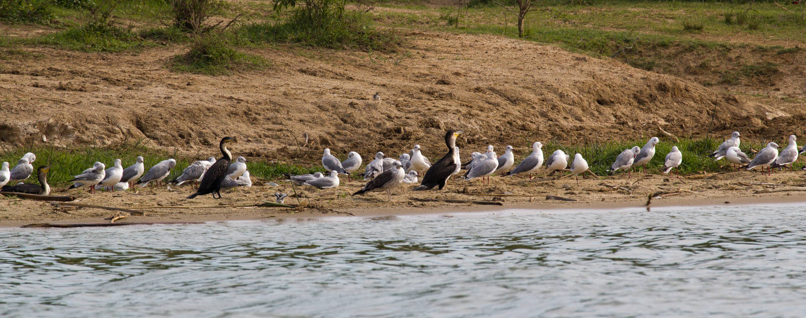 Grey-headed Gulls