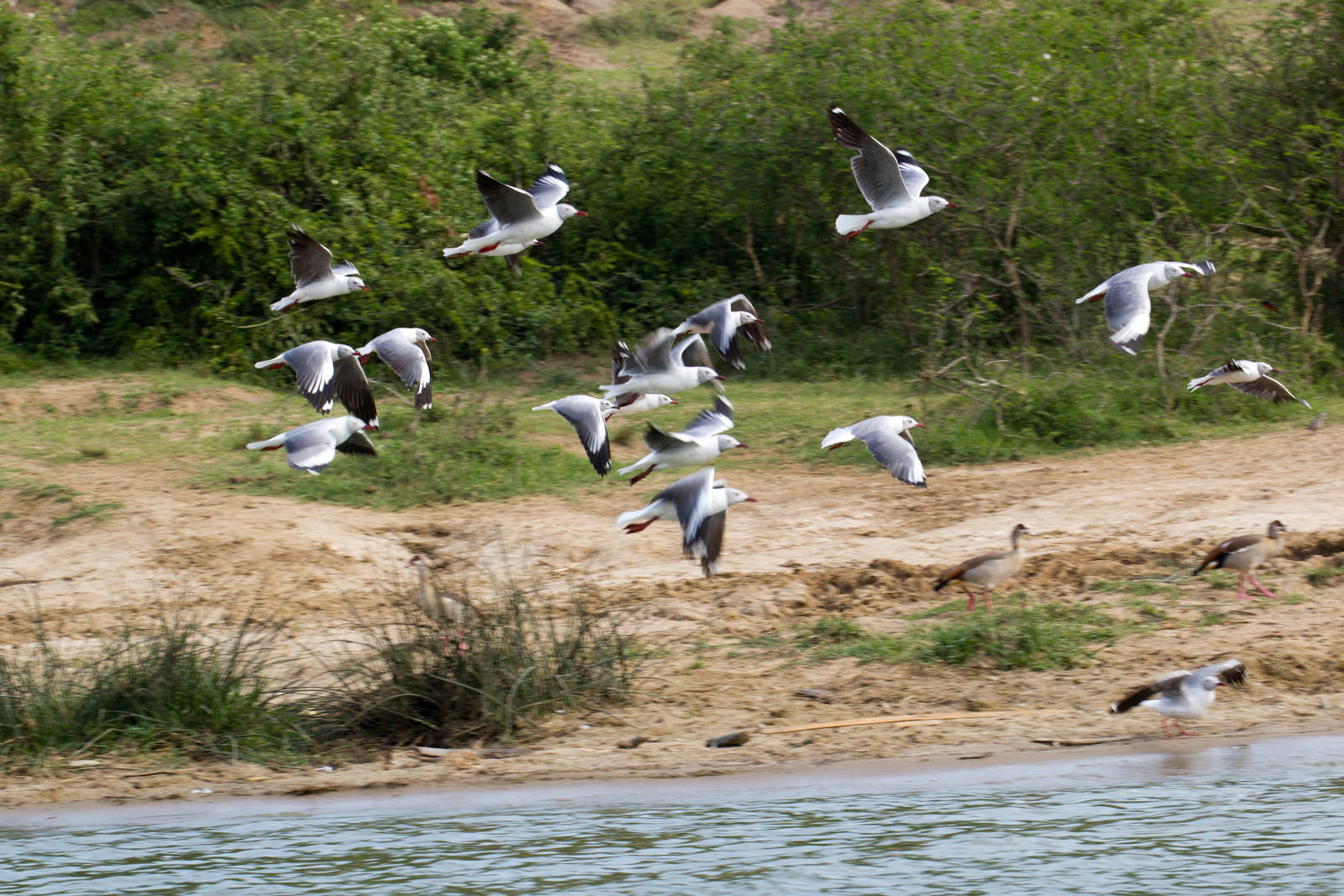 Grey-headed Gulls