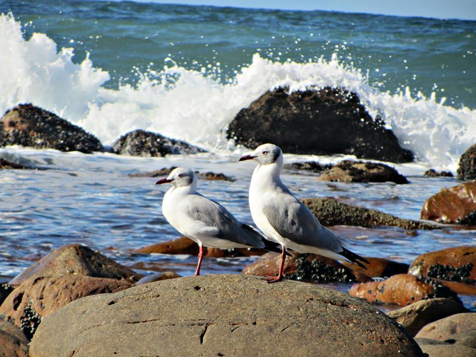 Grey-headed Gulls