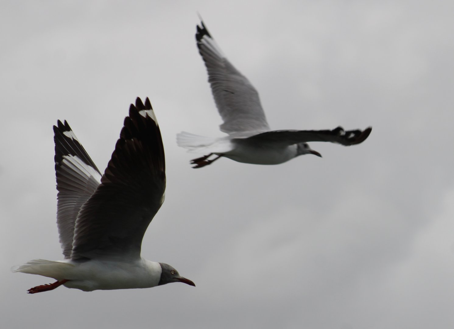 Grey-headed gulls