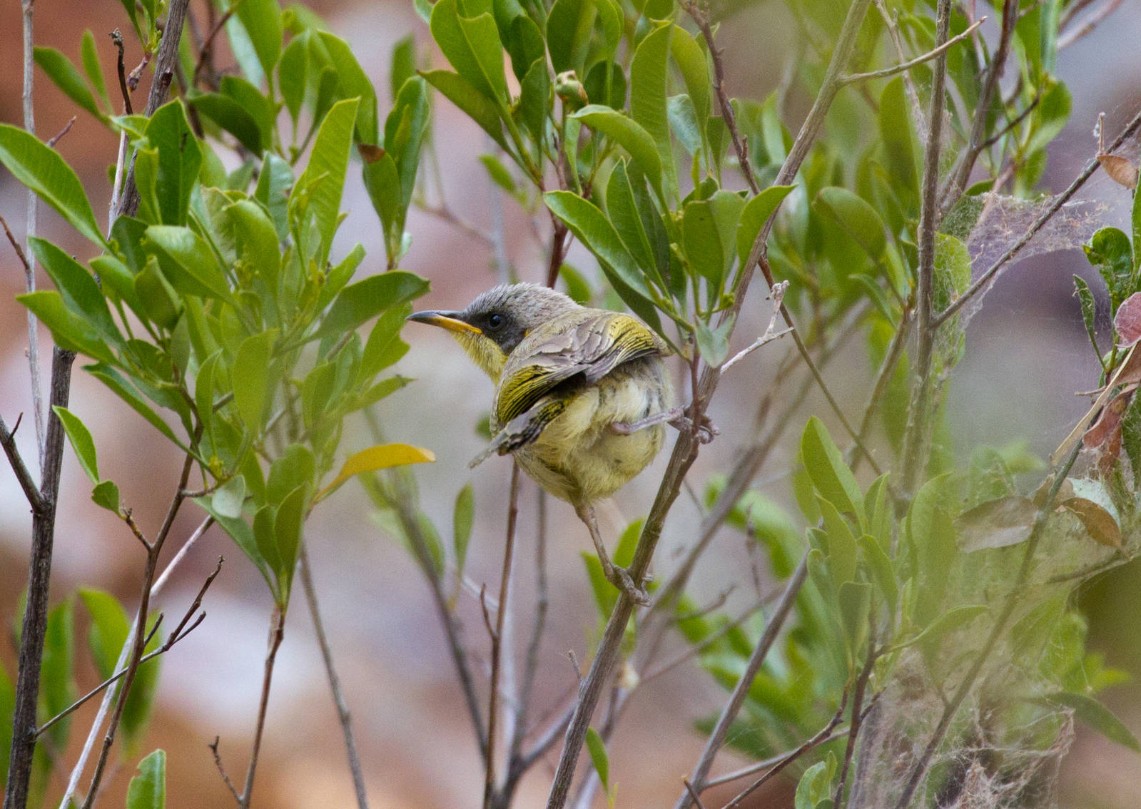 Grey-headed Honeyeater juvenile