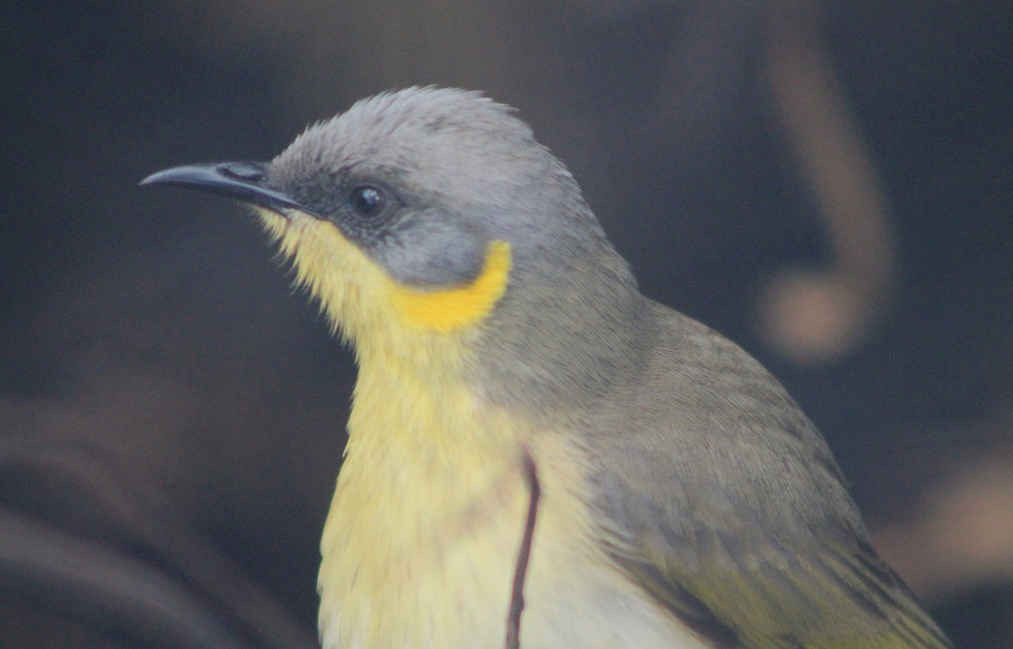 Grey-headed Honeyeater (Ptilotula keartlandi)