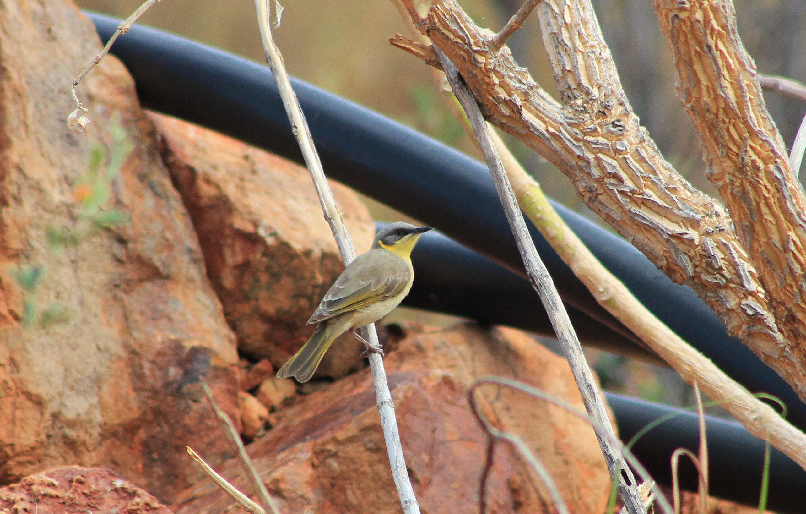 Grey-headed Honeyeater (Ptilotula keartlandi)