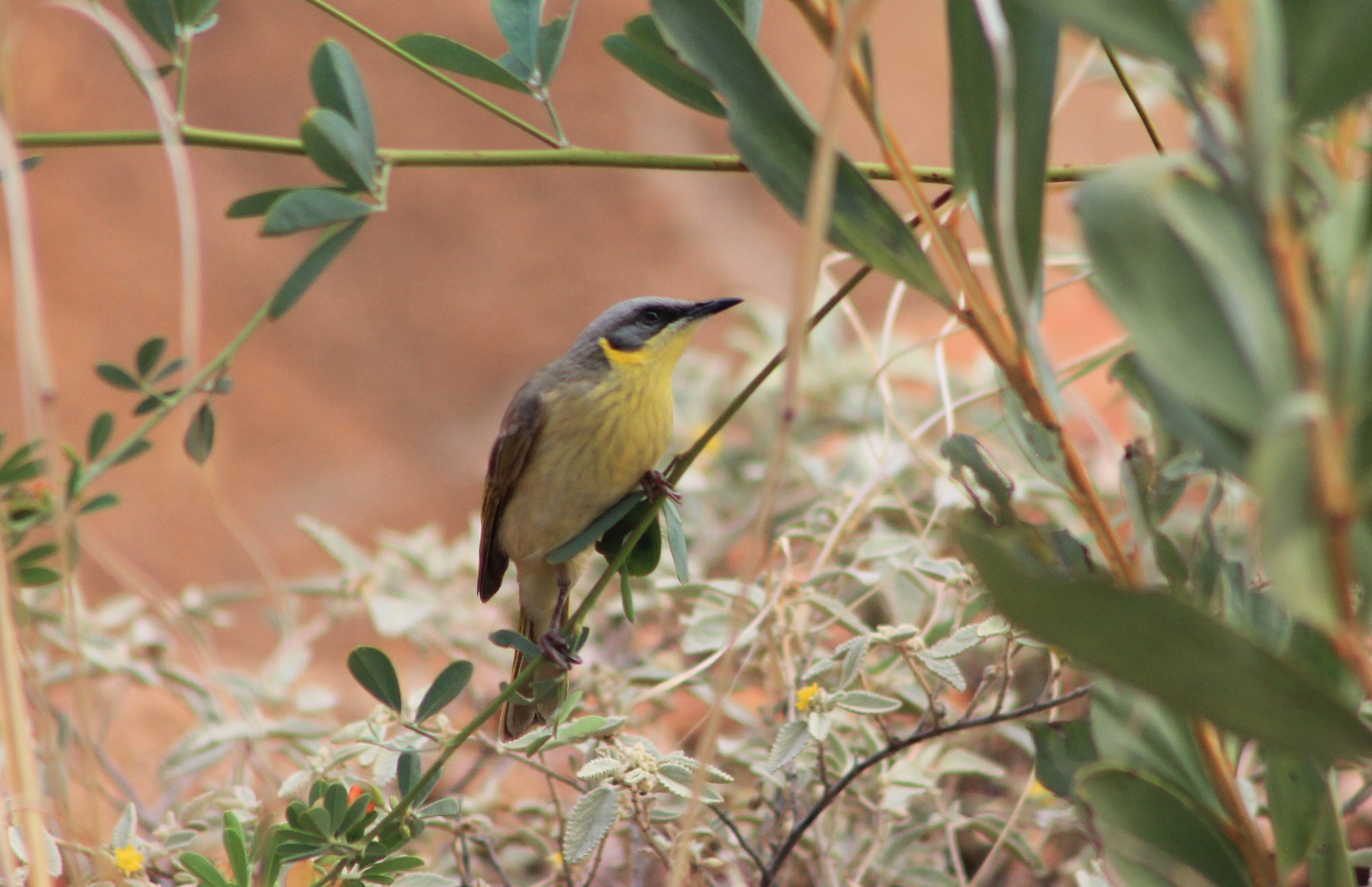 Grey-headed Honeyeater (Ptilotula keartlandi)
