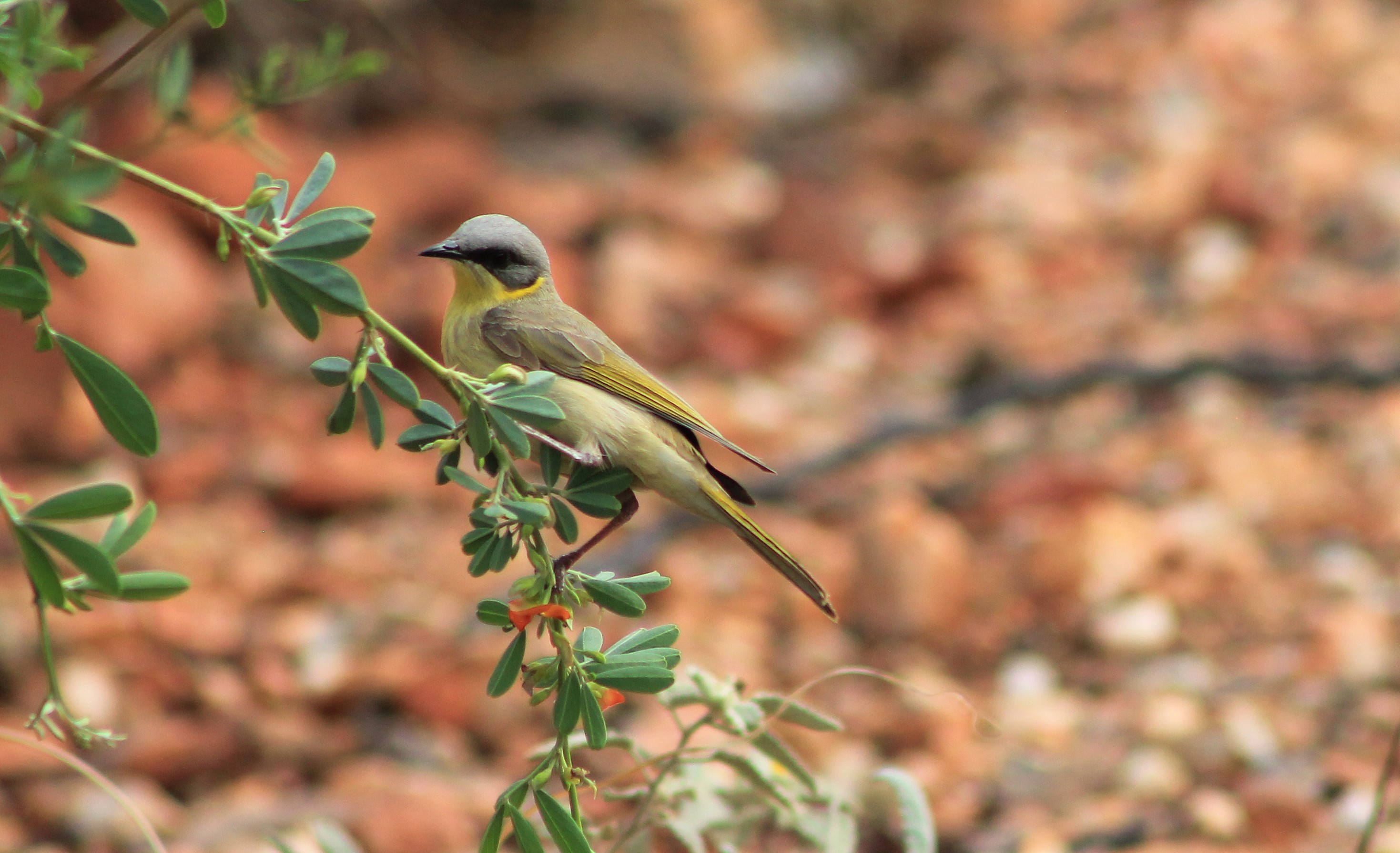 Grey-headed Honeyeater (Ptilotula keartlandi)
