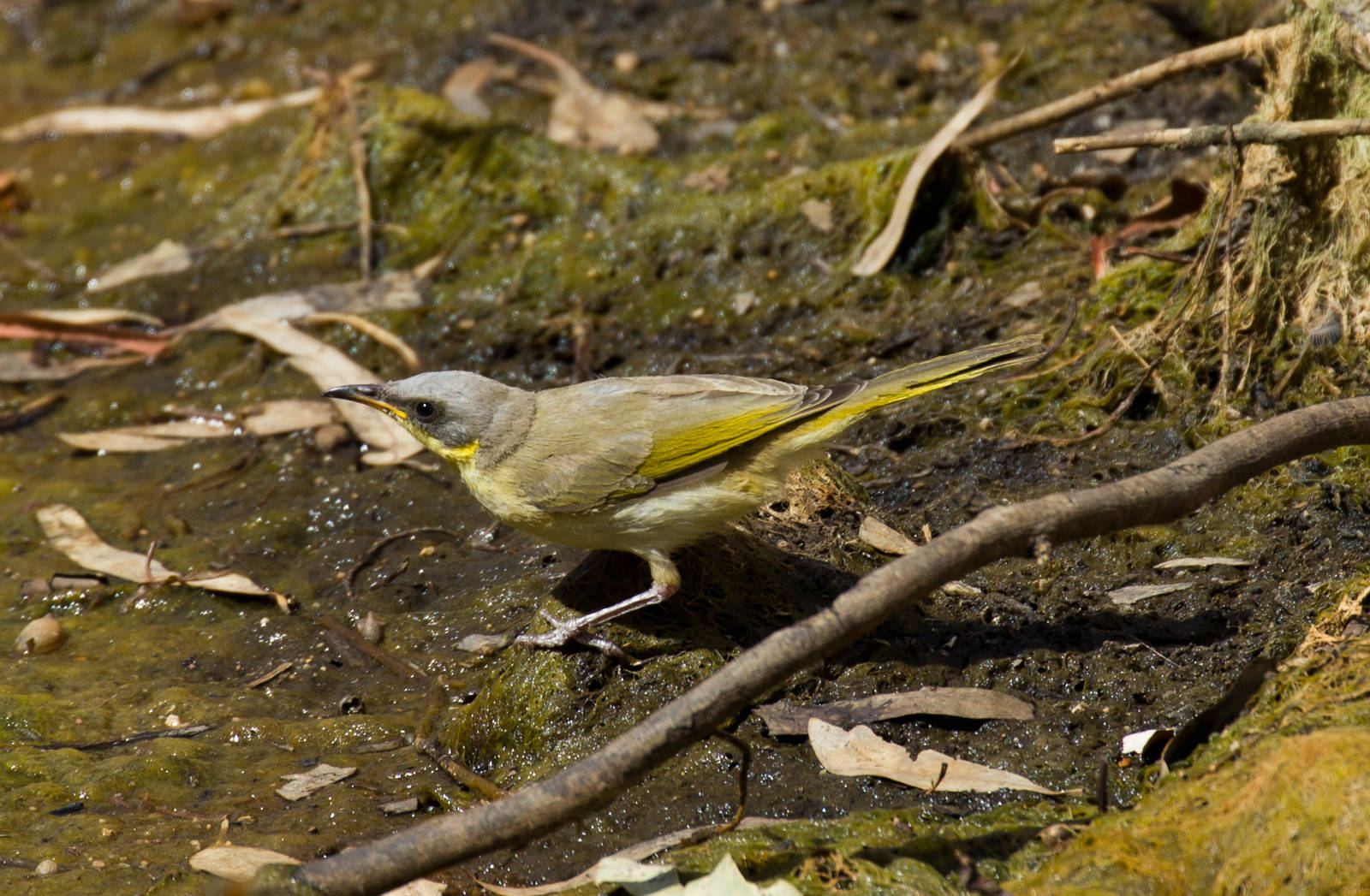 Grey-headed Honeyeater