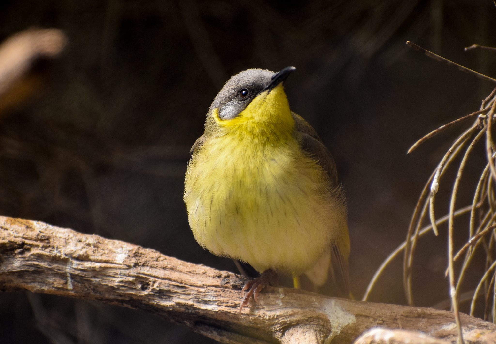Grey-headed Honeyeater