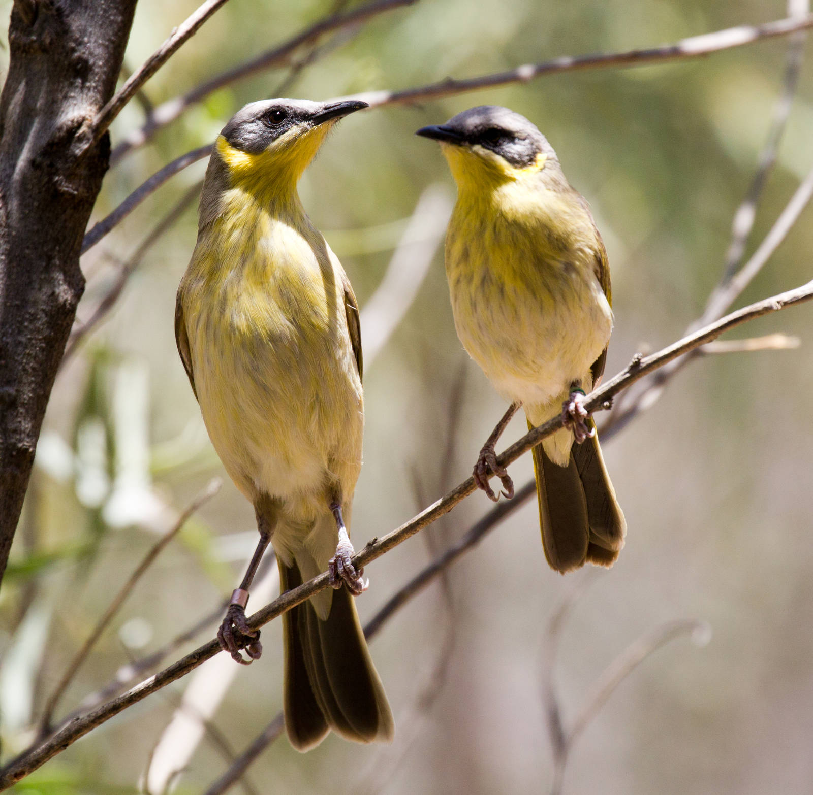 Grey-headed Honeyeaters