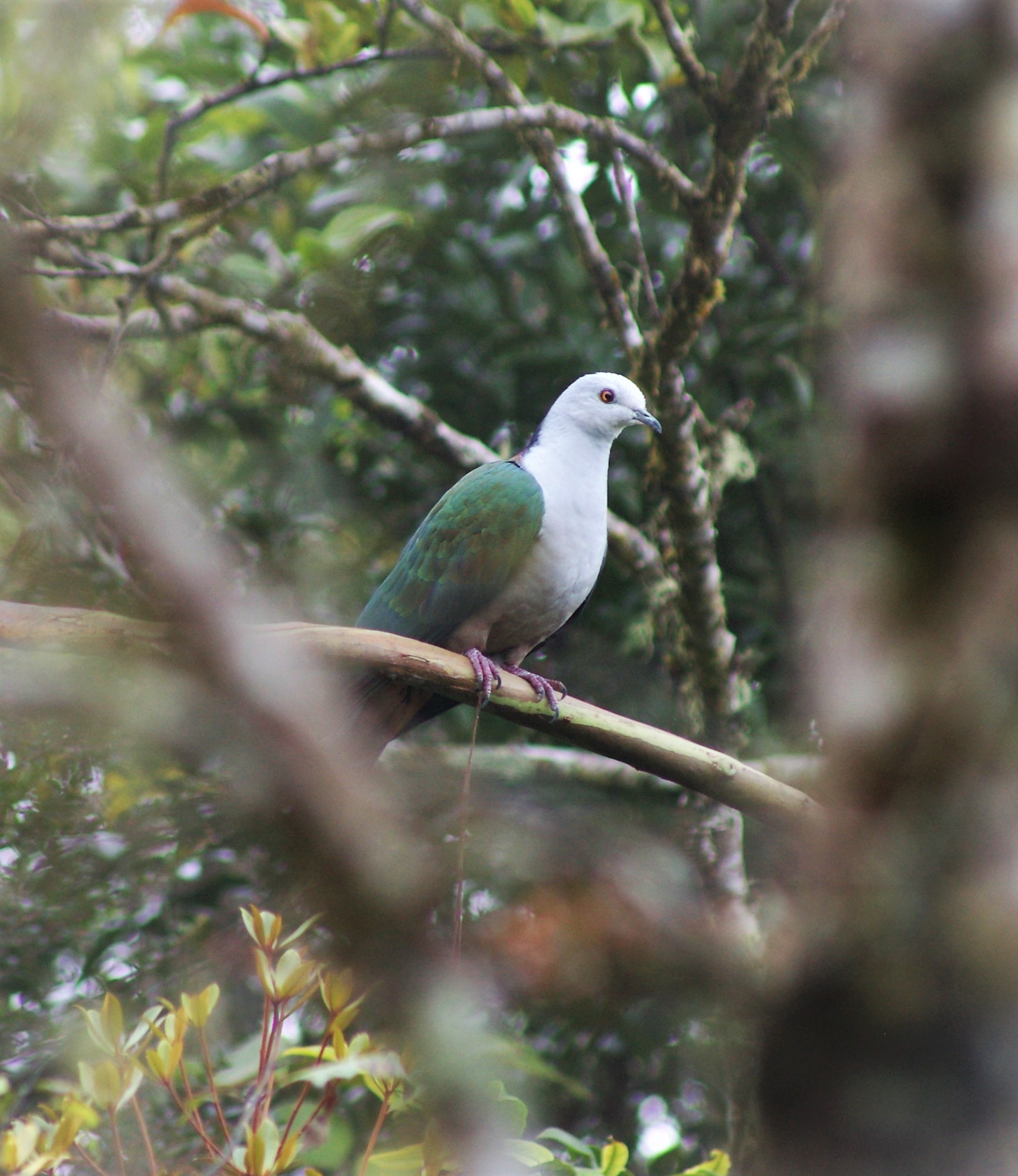 Grey-headed Imperial Pigeon (Ducula radiata)