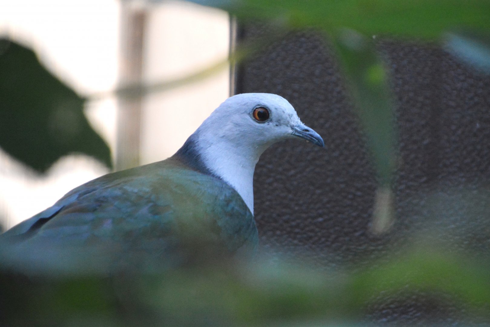 Grey-headed imperial pigeon (Ducula radiata)