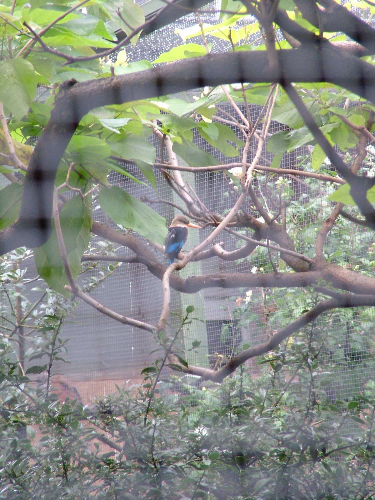Grey-headed Kingfisher at Cologne, 07/09/10